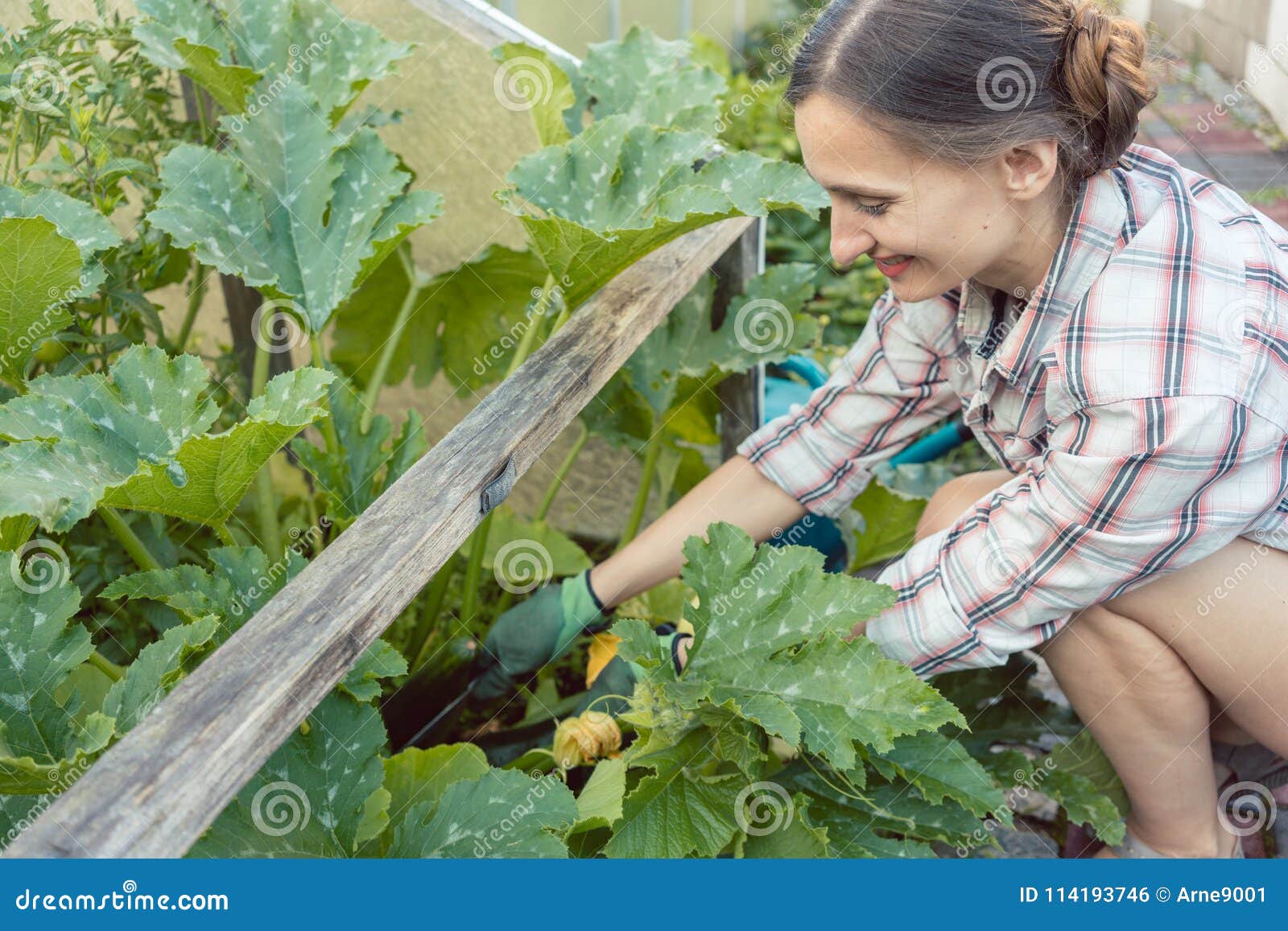 Woman In Her Garden Harvesting Cucumbers Or Courgette Stock Photo