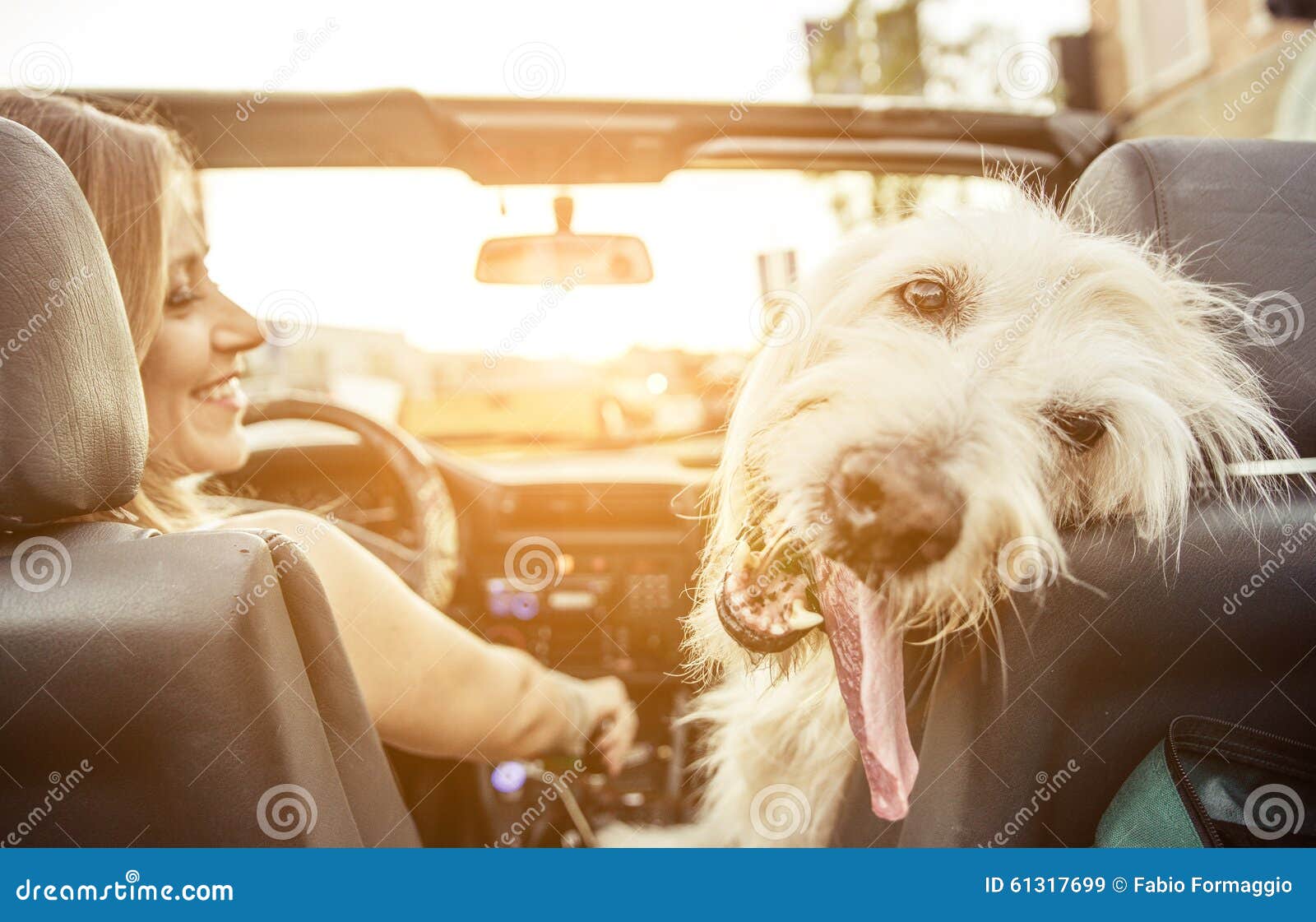 woman and her labradoodle dog driving with the car
