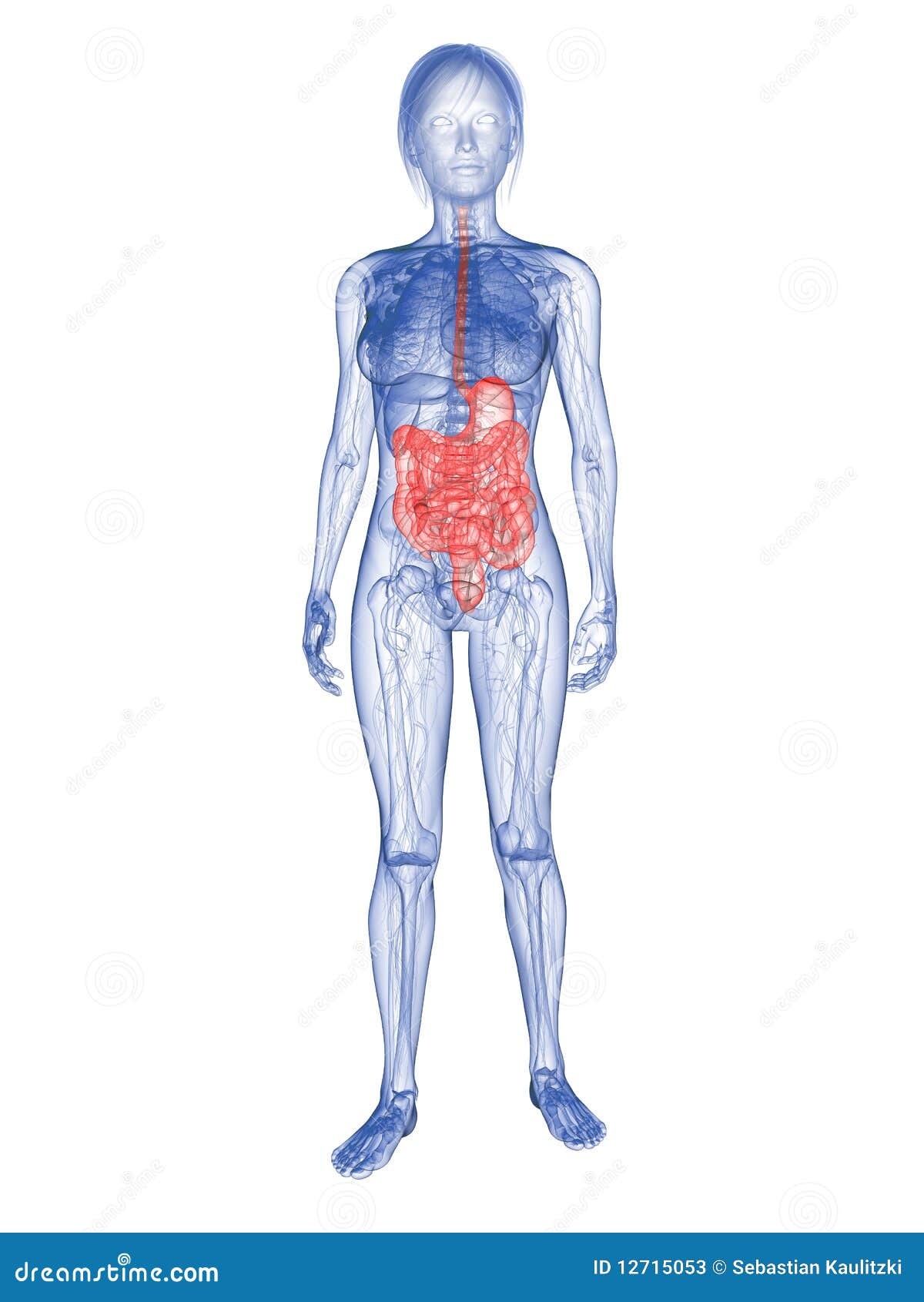 Woman Highlighted Digestive System Stock Illustration Illustration of transparent, woman