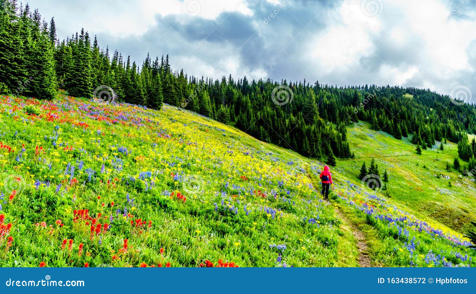 Alpine Meadows Filled With An Abundance Of Wildflowers In 