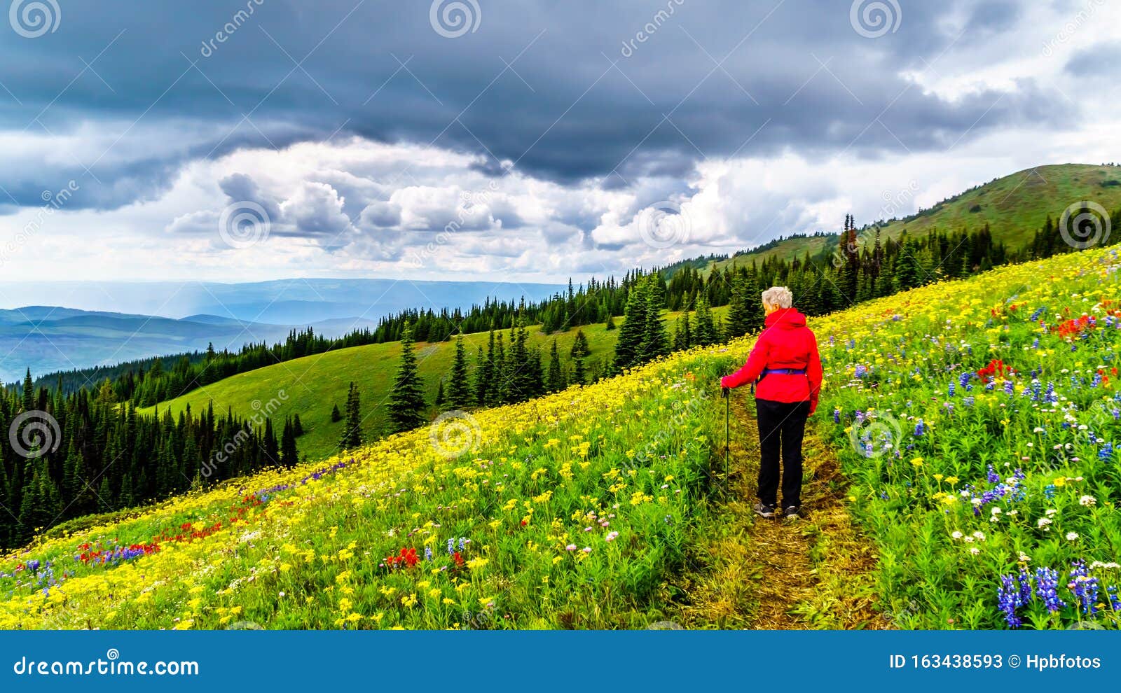 Alpine Meadows Filled With An Abundance Of Wildflowers In 