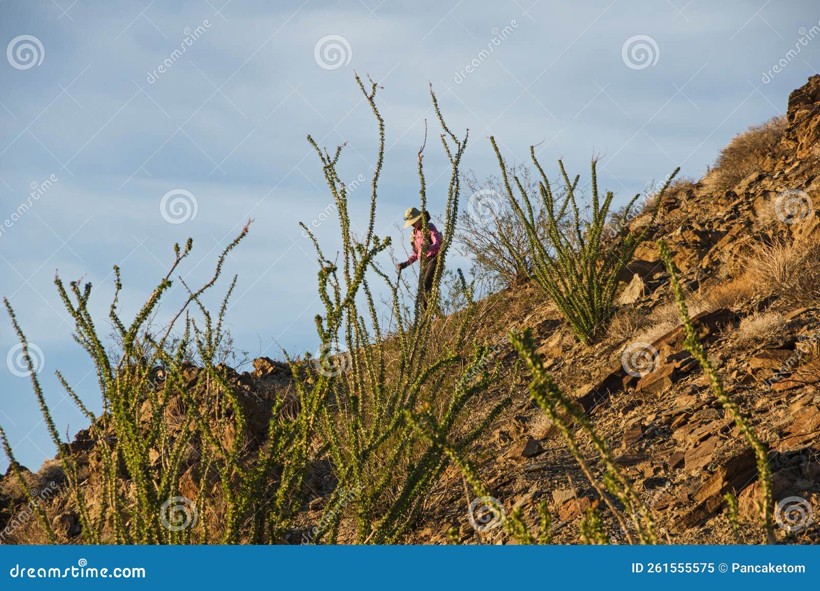 woman hiking behind ocotilla on orocopia mountain