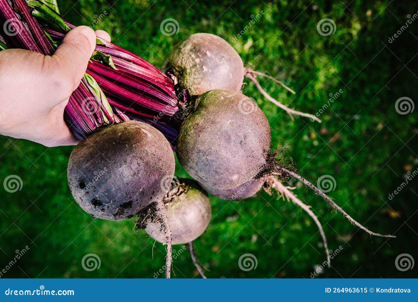 Woman Holding Fresh Beet in Hands on Green Grass Background Stock Image