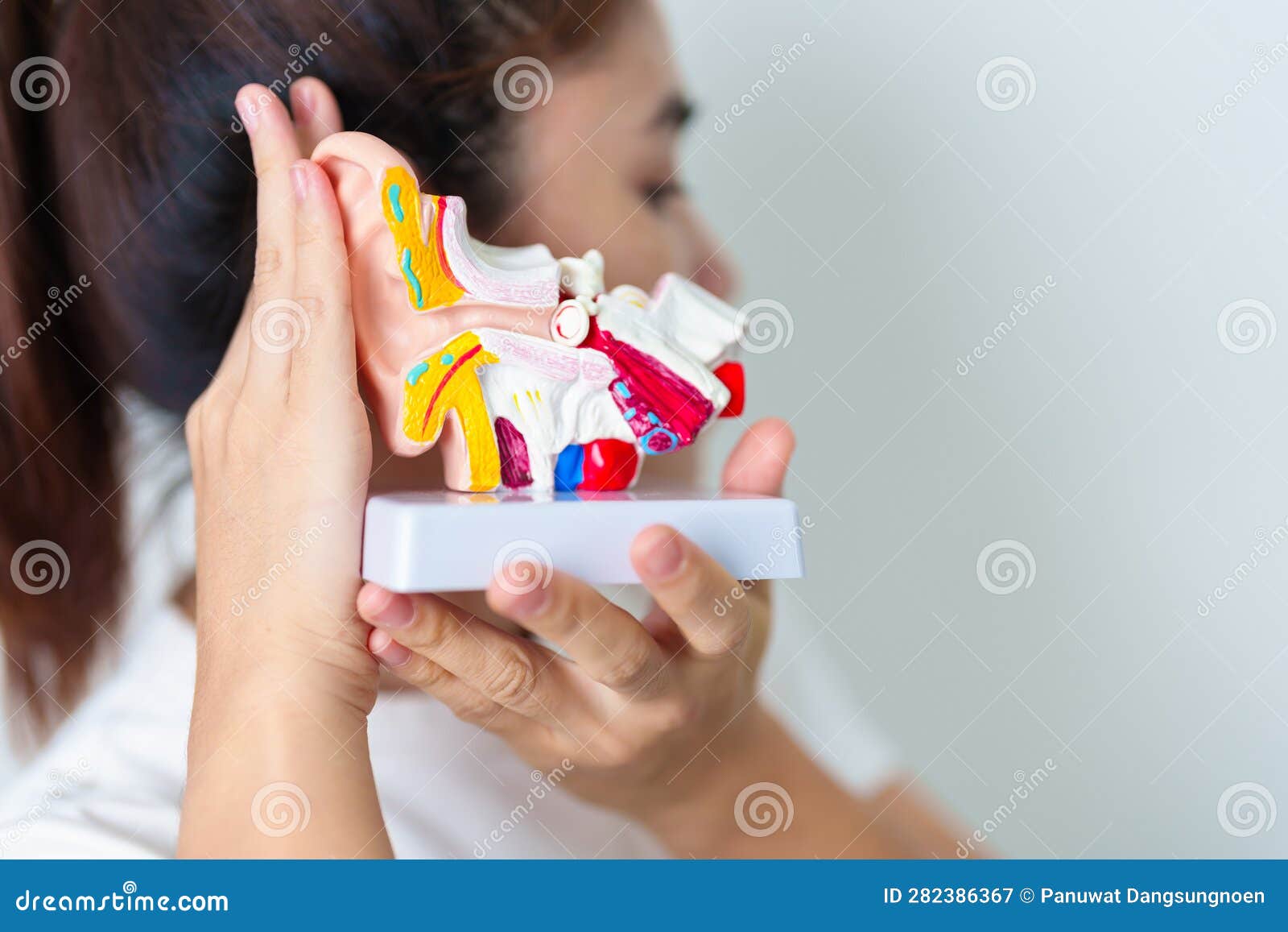 woman holding human ear anatomy model. ear disease, atresia, otitis media, pertorated eardrum, meniere syndrome, otolaryngologist