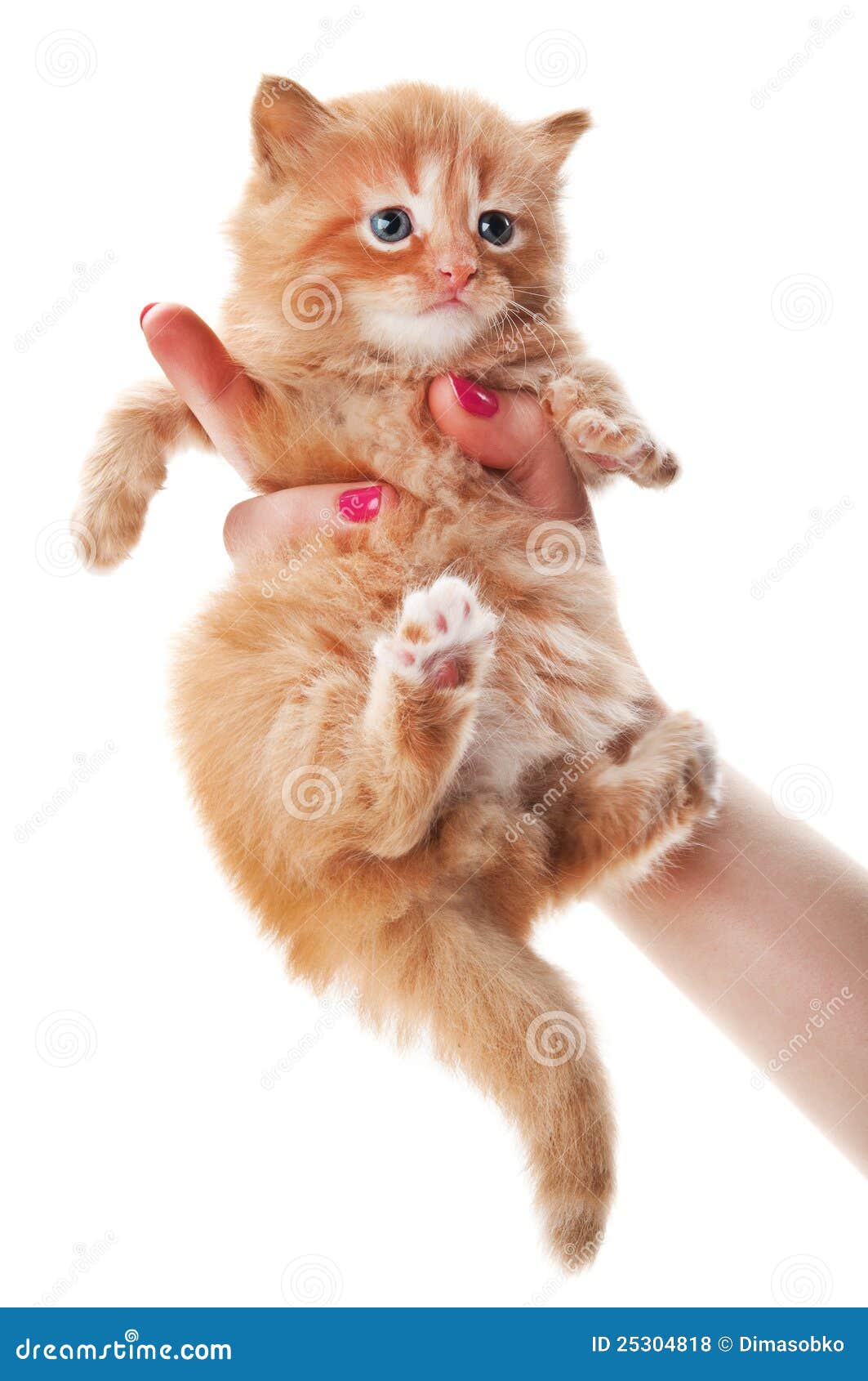 Woman holding kitten stock photo. Image of playful, domestic 25304818