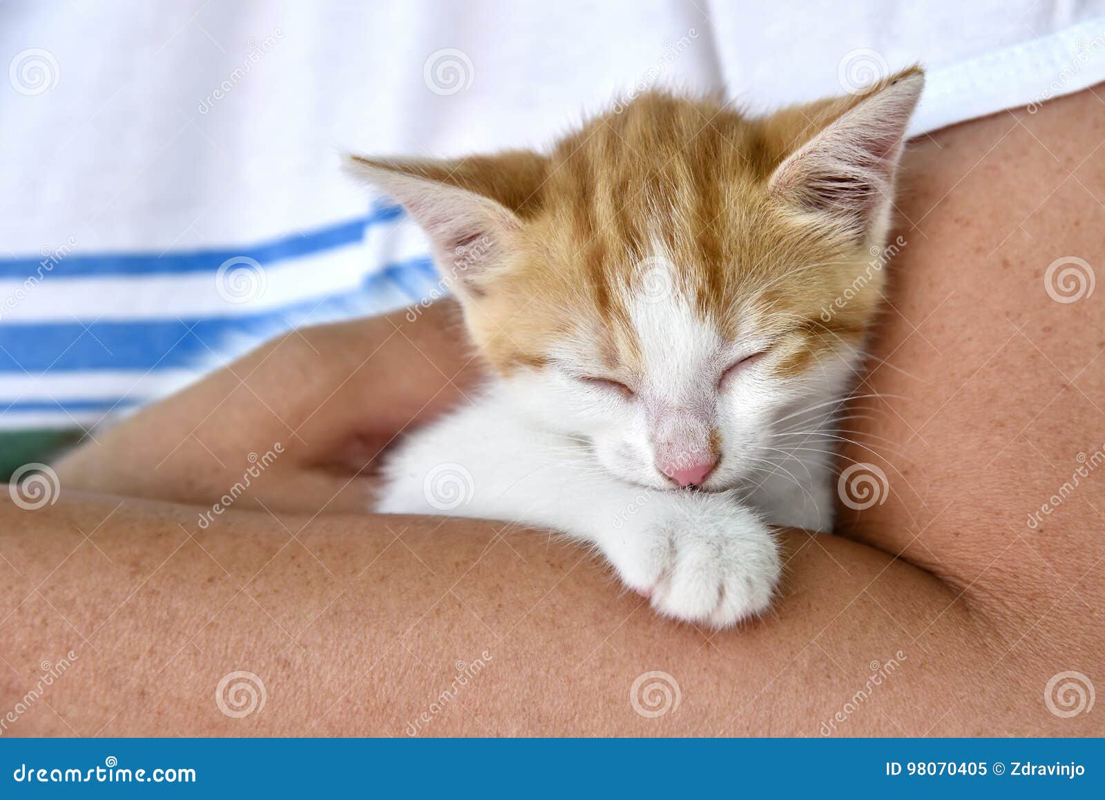 Woman holding a kitten stock image. Image of happy, gentle 98070405