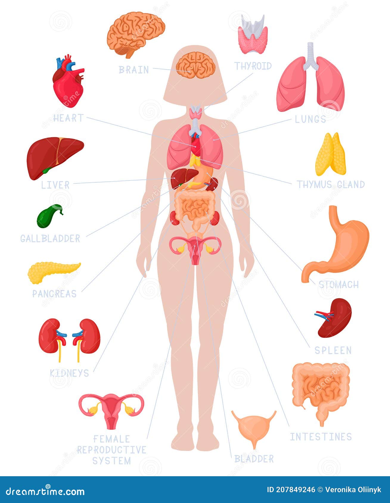 Woman Internal Organs Infographic. Human Body Anatomy, Lungs