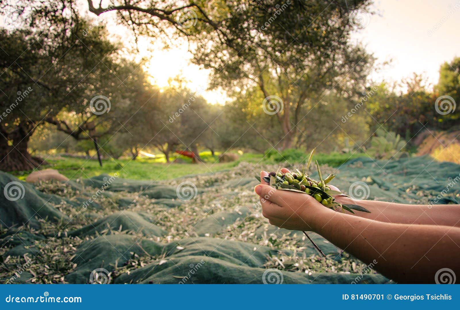 woman keeps in her hands some of harvested fresh olives.