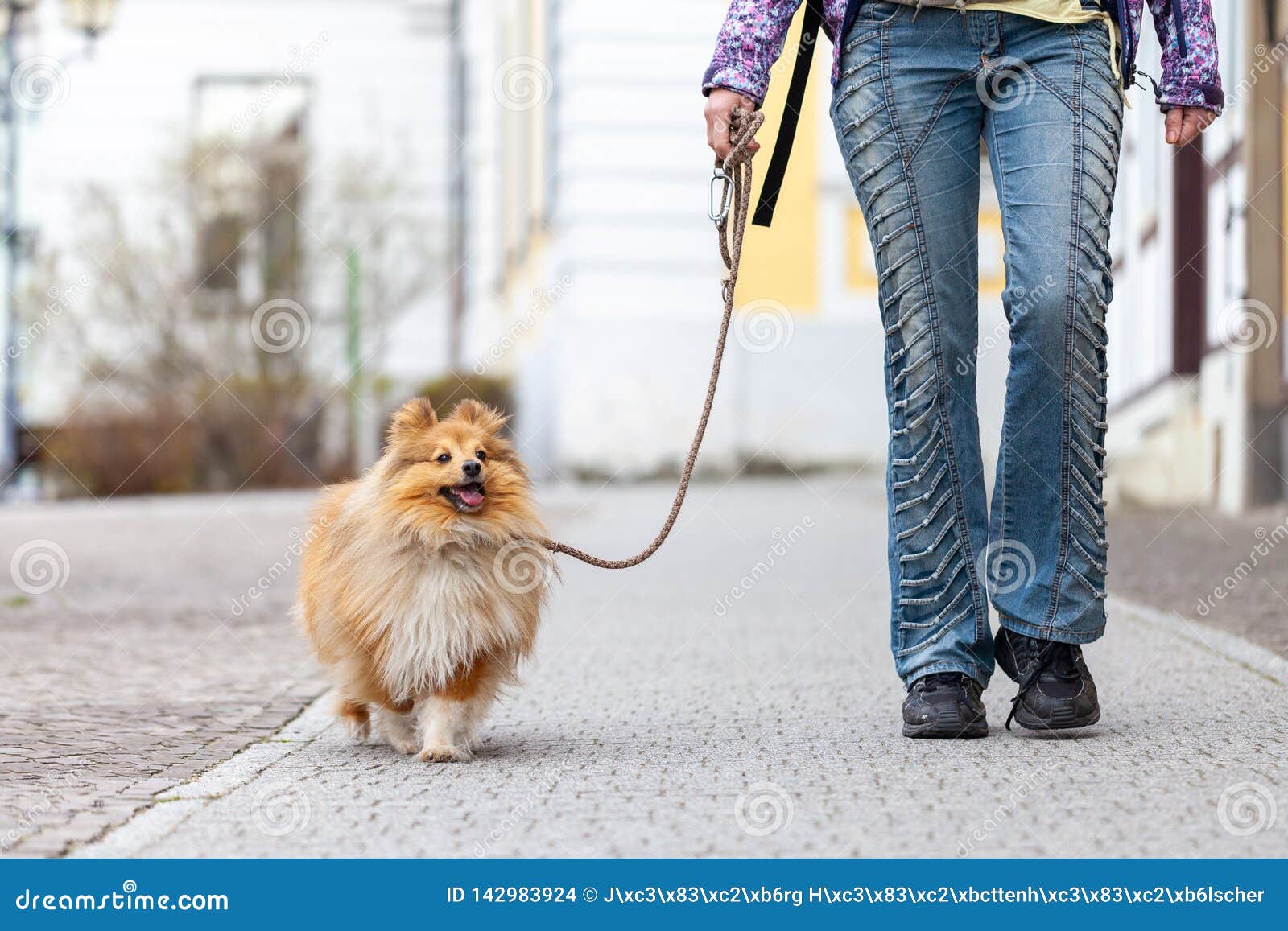 Woman Leads Her Dog on a Leash Stock Photo Image of control, dogs
