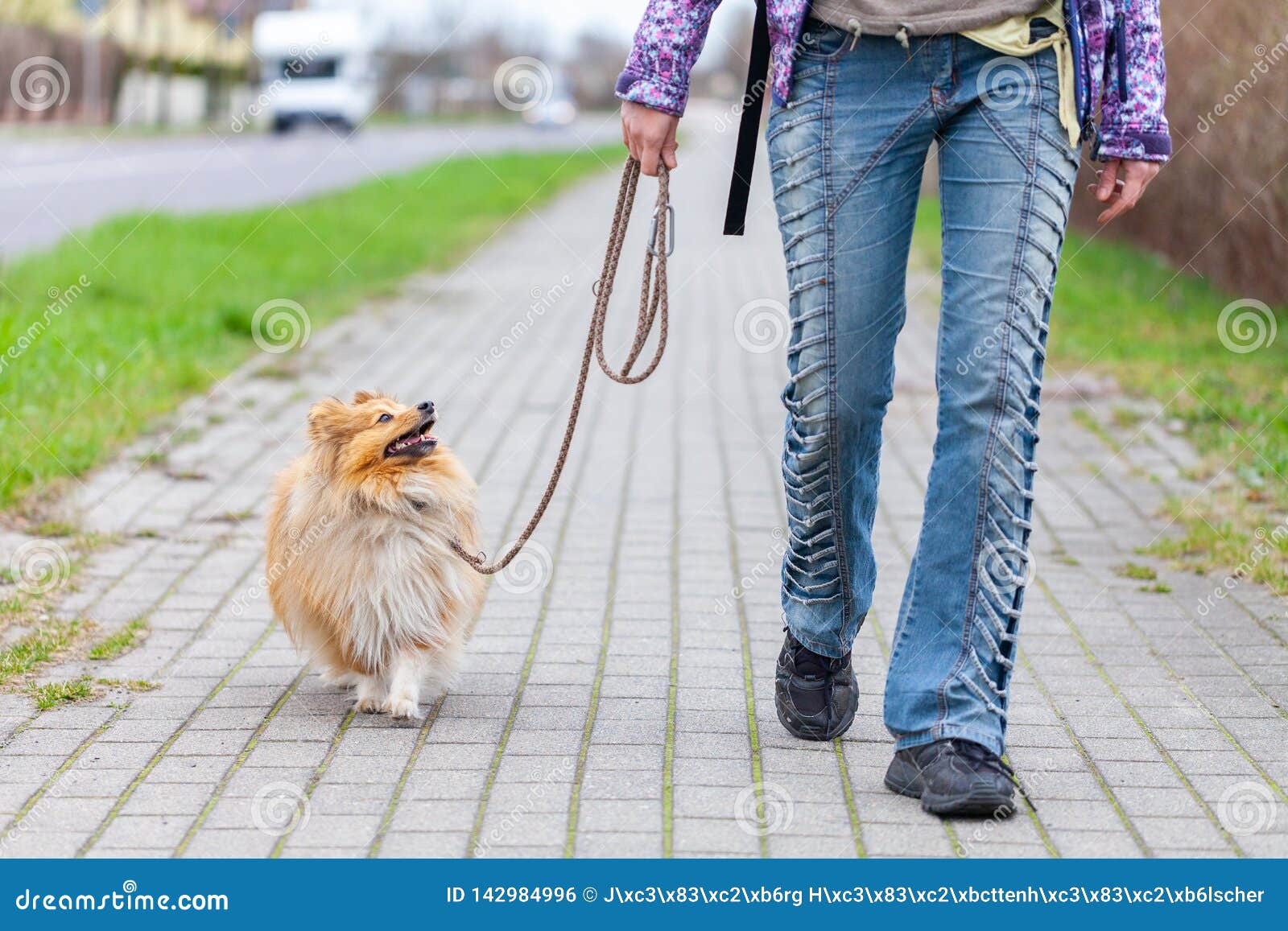 Woman Leads Her Dog on a Leash Stock Photo Image of city, adult