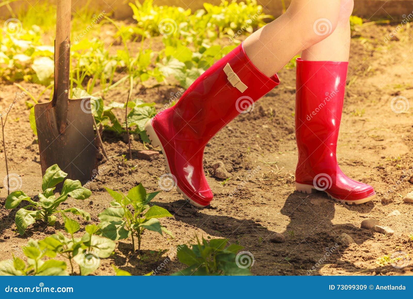 Woman Legs Wearing Red Rubber Boots in Garden Stock Image - Image of ...