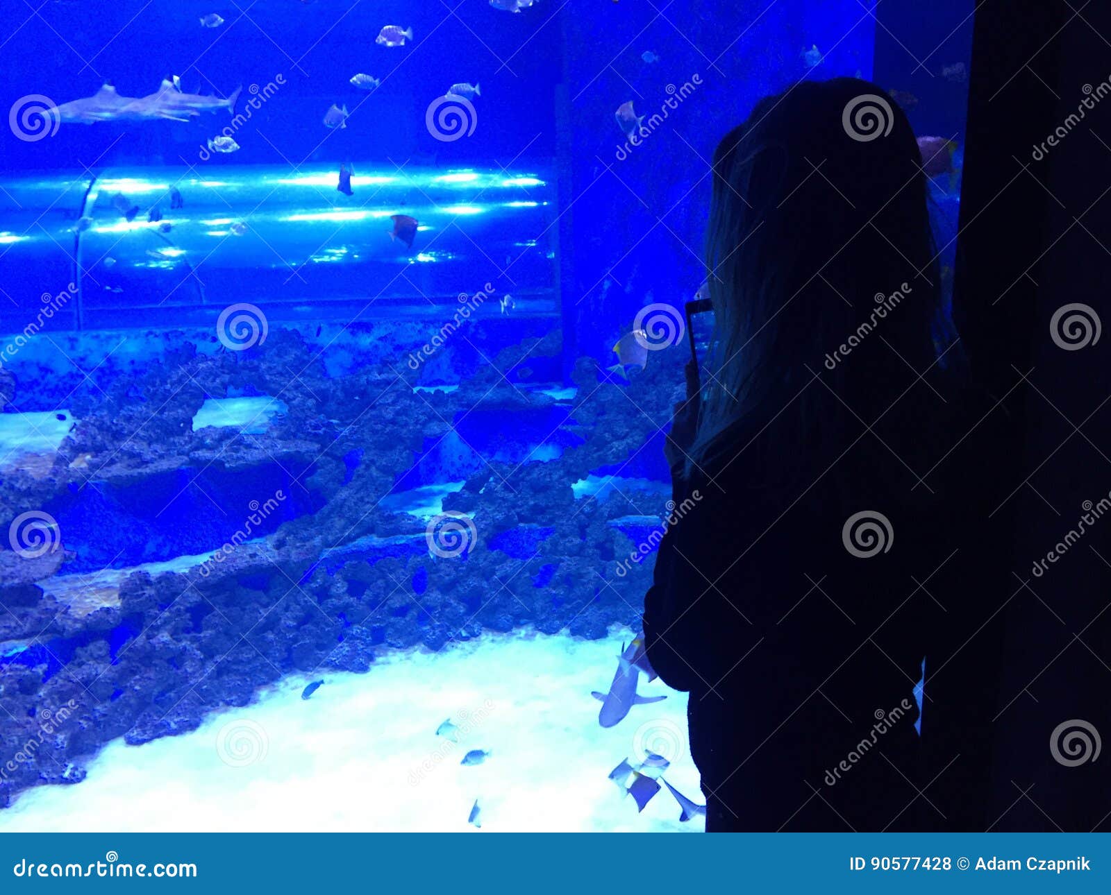 Woman looking at aquarium stock photo. Image of looking - 90577428