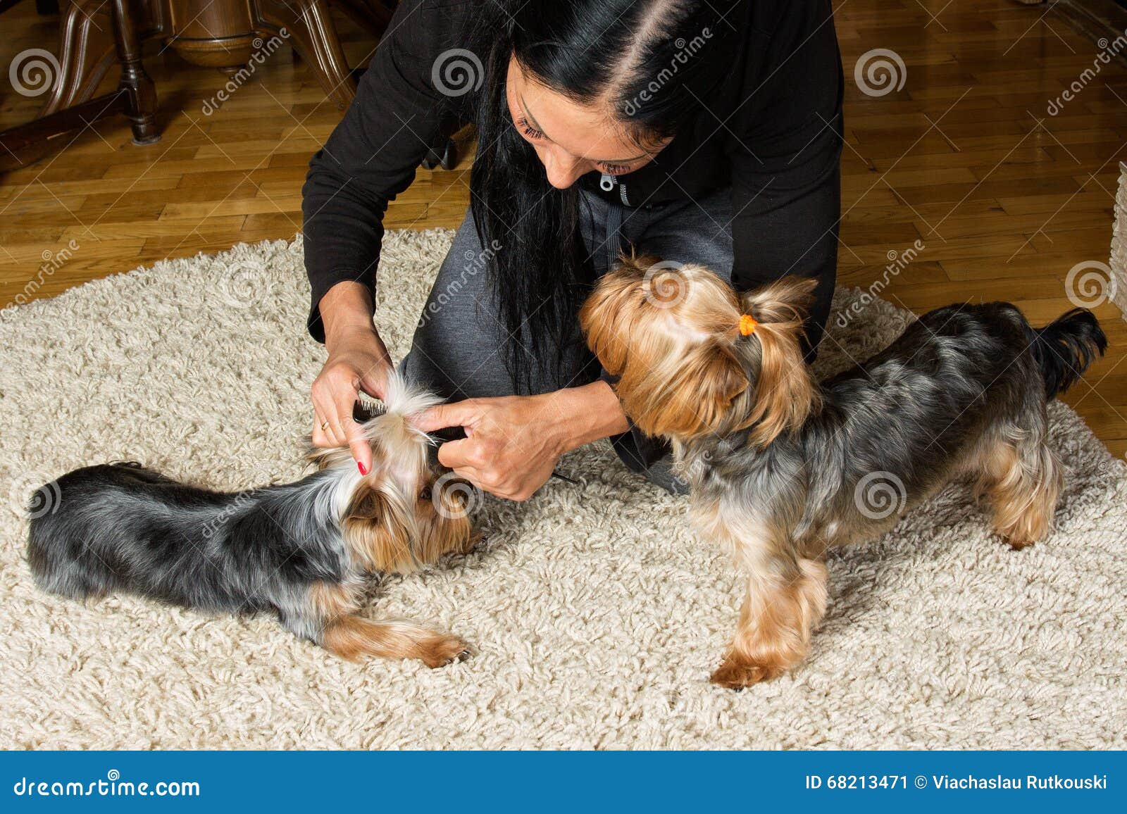 Dog knotting in woman