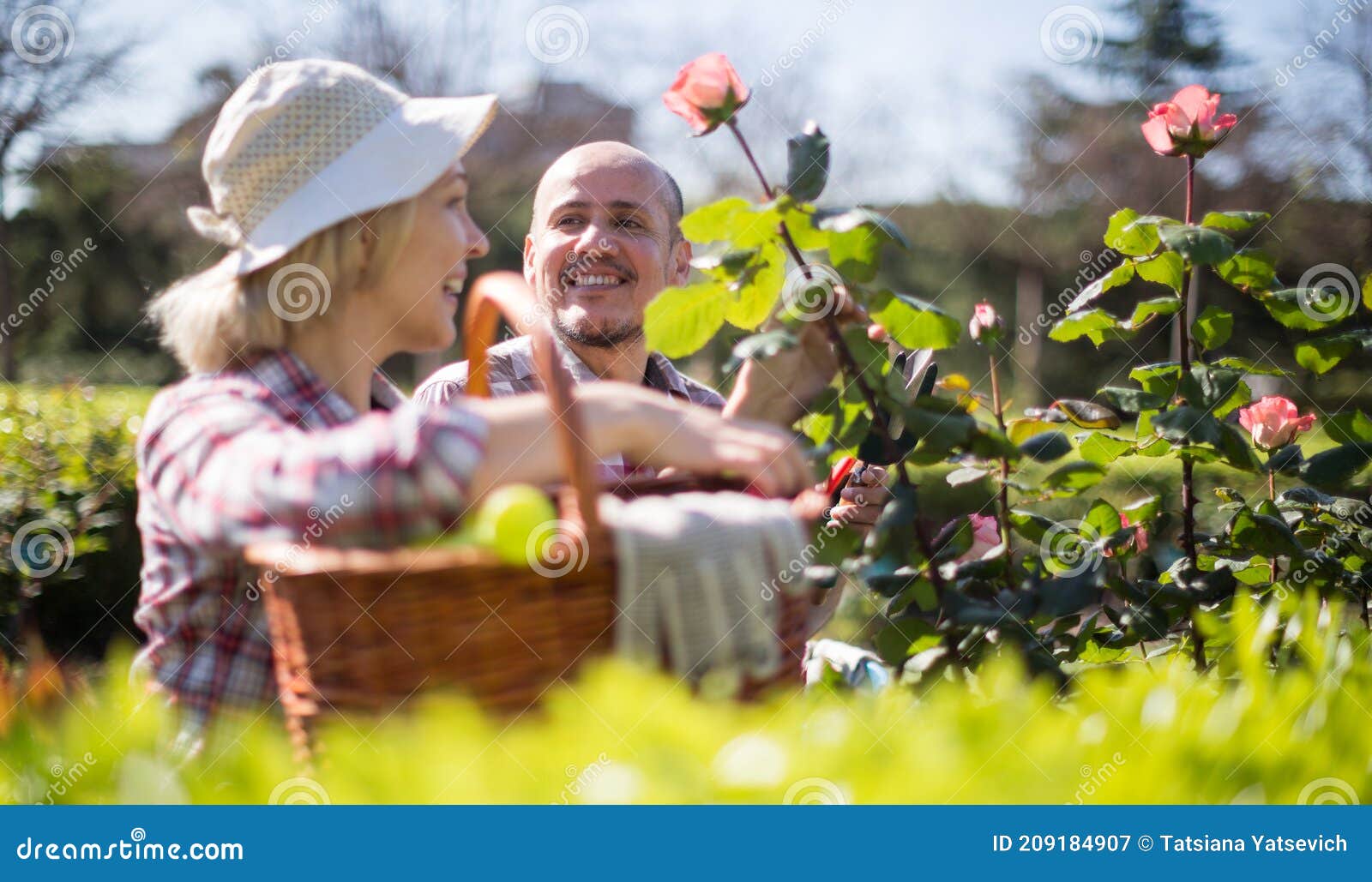 Woman and Man Look after Roses in the Garden Stock Image - Image of ...