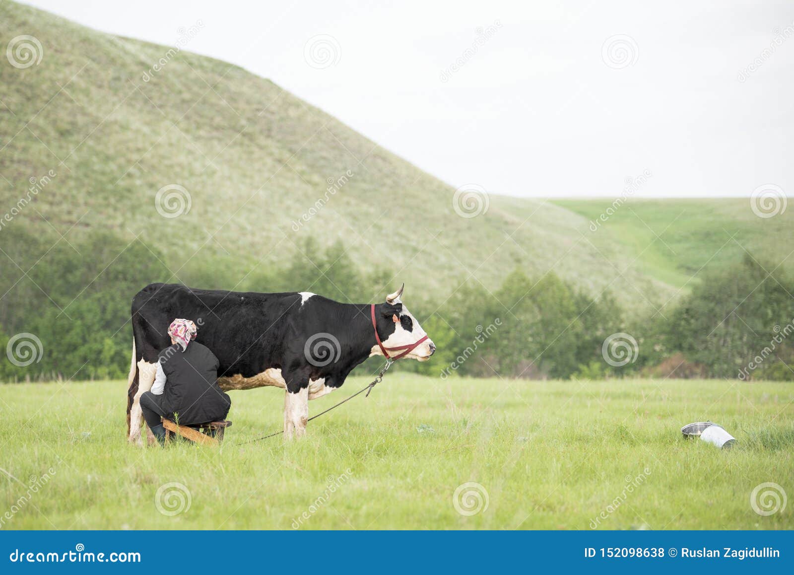 Woman Milking Black and White Cow Hands in the Field Editorial Stock ...