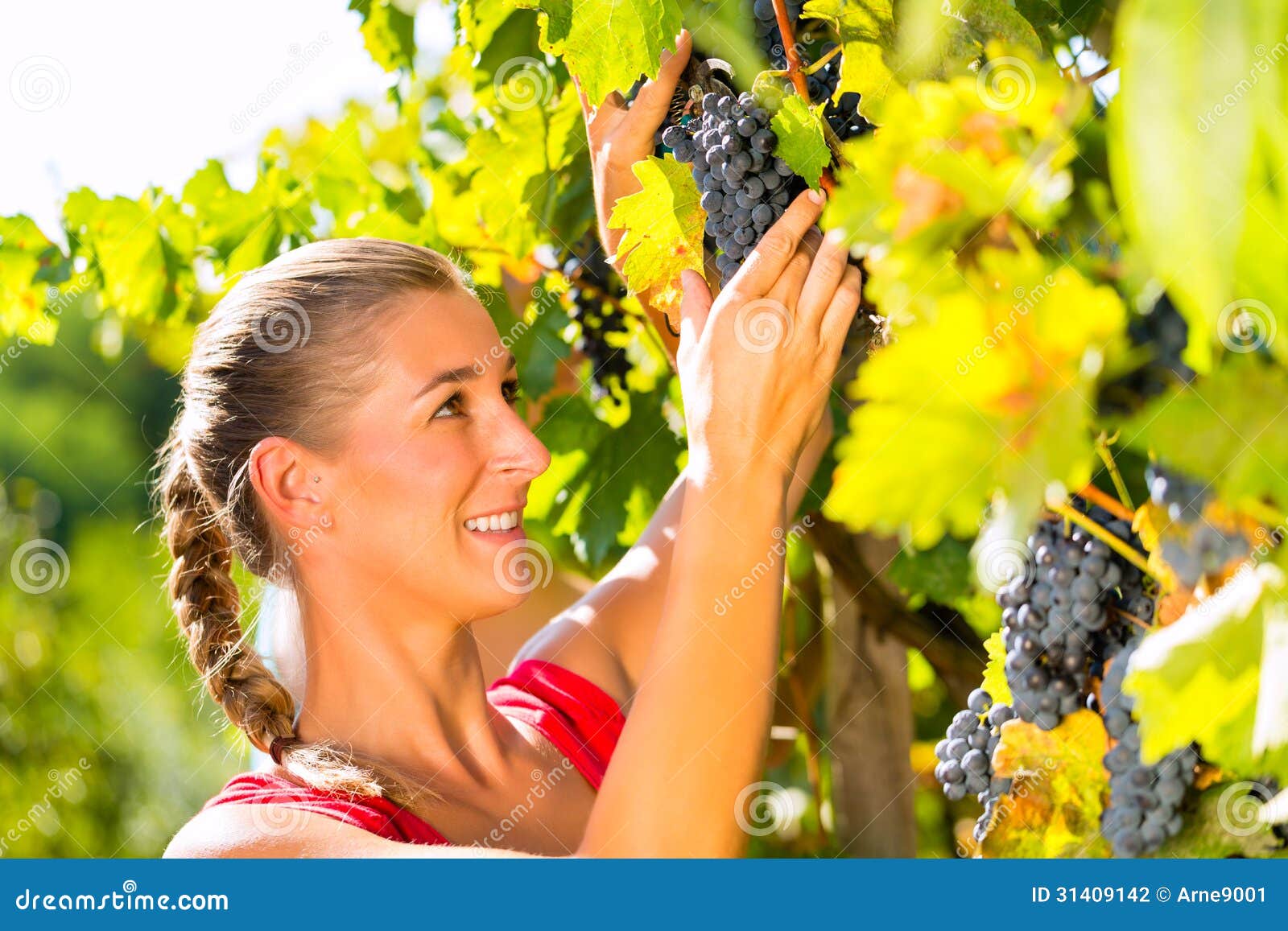 woman picking grapes with shear at harvest time