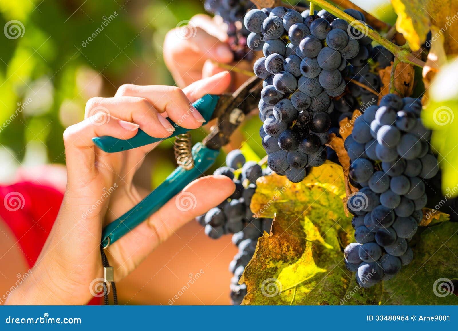 woman picking grapes with shear