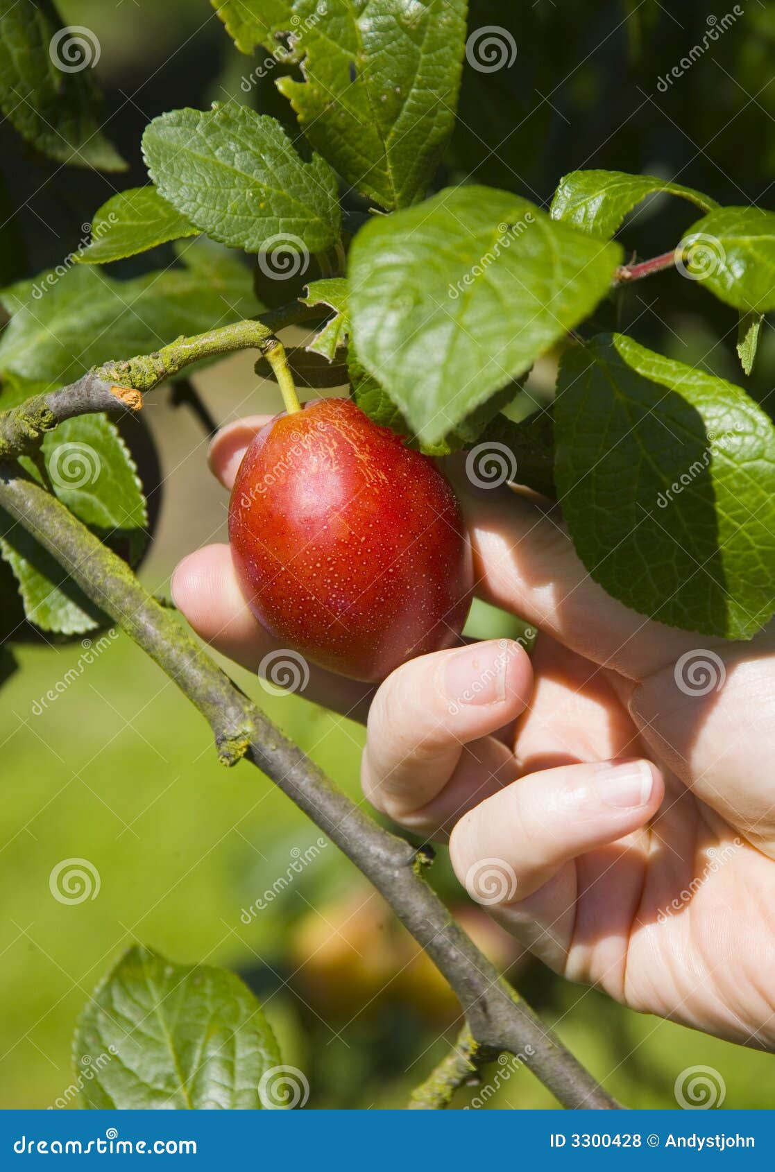 Woman picking a plum stock photo. Image of fruit, ripe 3300428