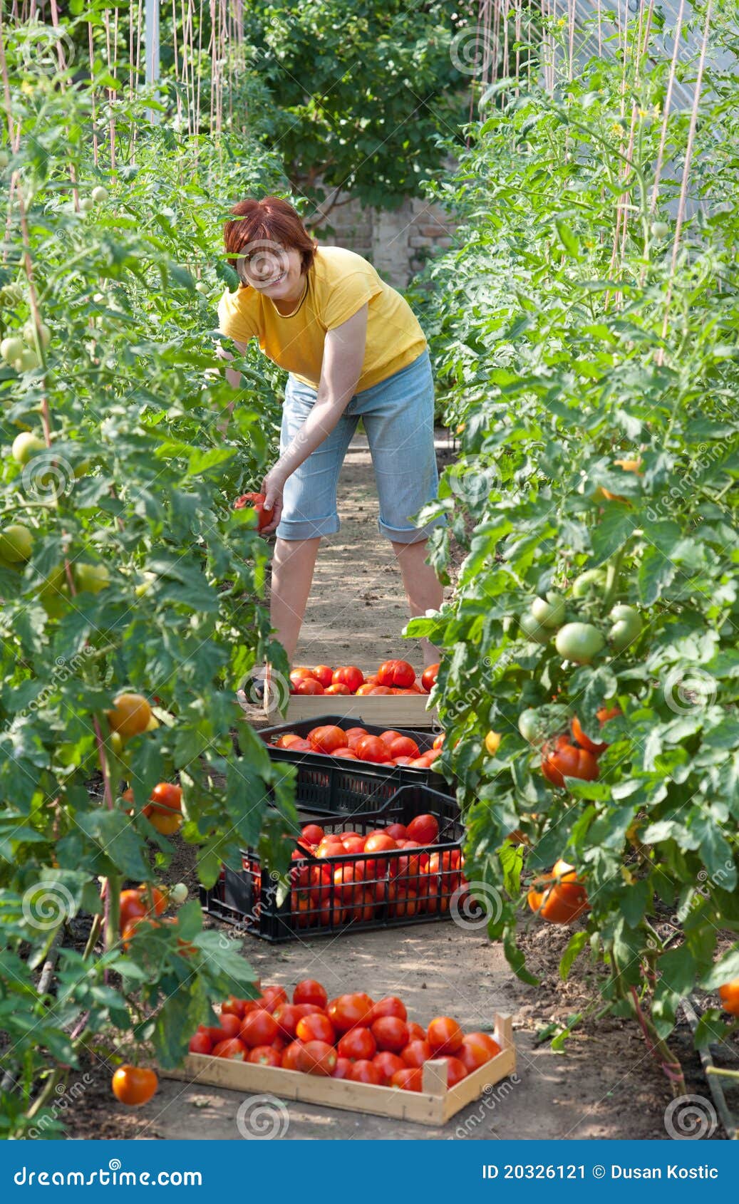 Woman picking tomatoes stock image. Image of food, plant 20326121