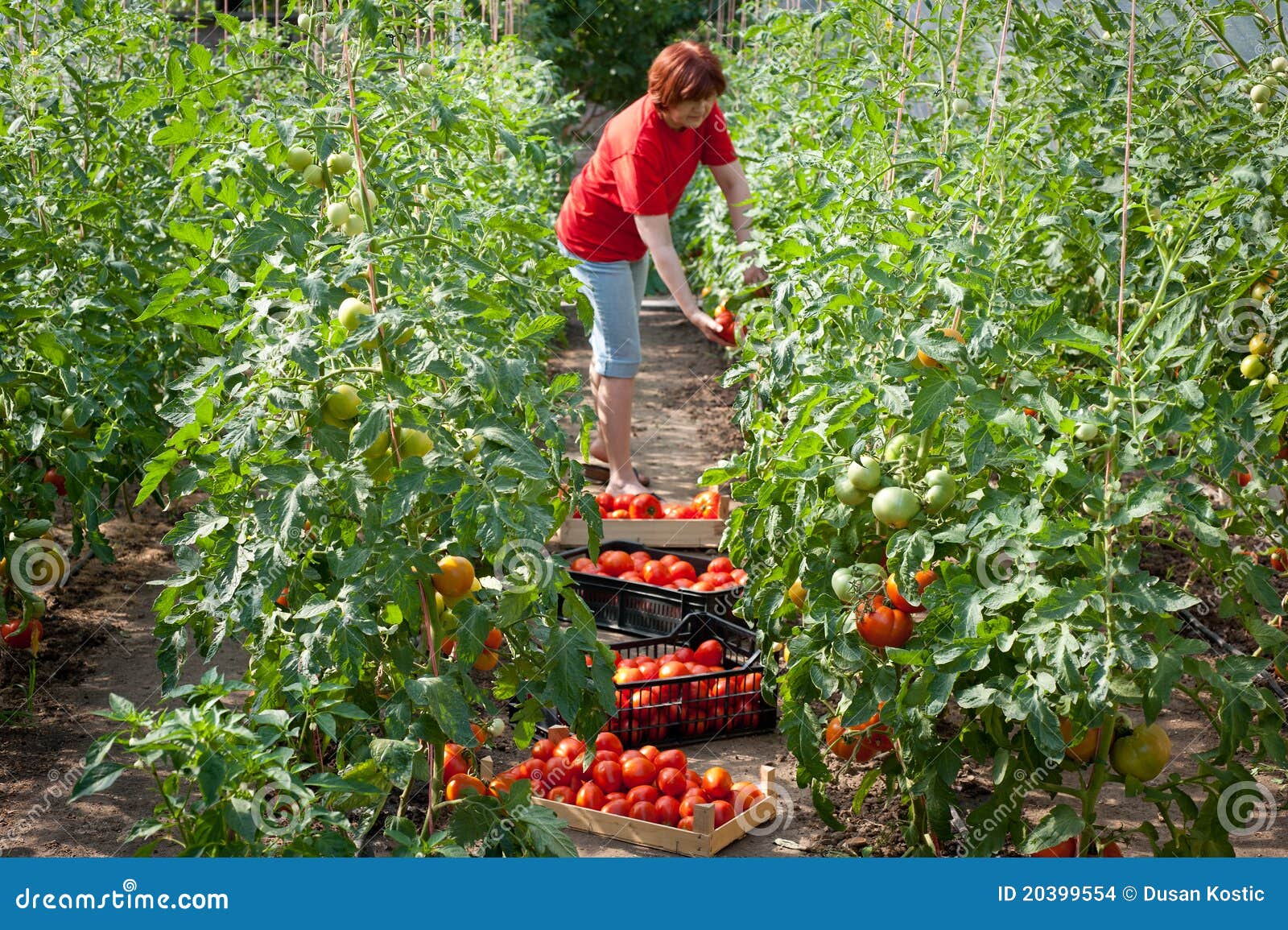 Woman picking tomatoes stock photo. Image of plant, growth 20399554