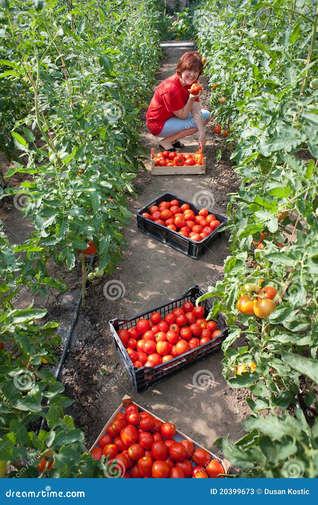 Woman picking tomatoes stock image. Image of healthy 20399673