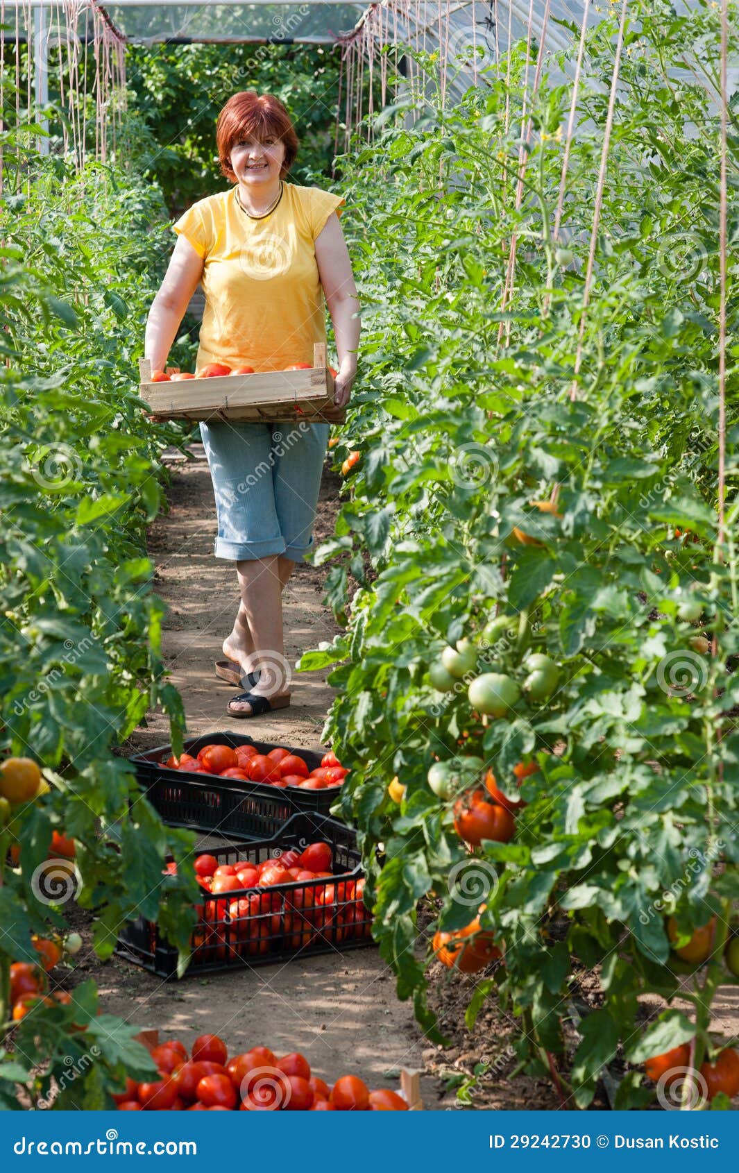 Woman picking tomatoes stock photo. Image of crop, healthy 29242730
