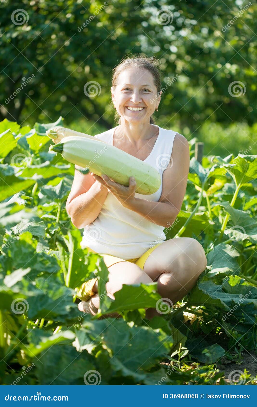 woman-picking-vegetable-marrow-happy-field-36968068.jpg