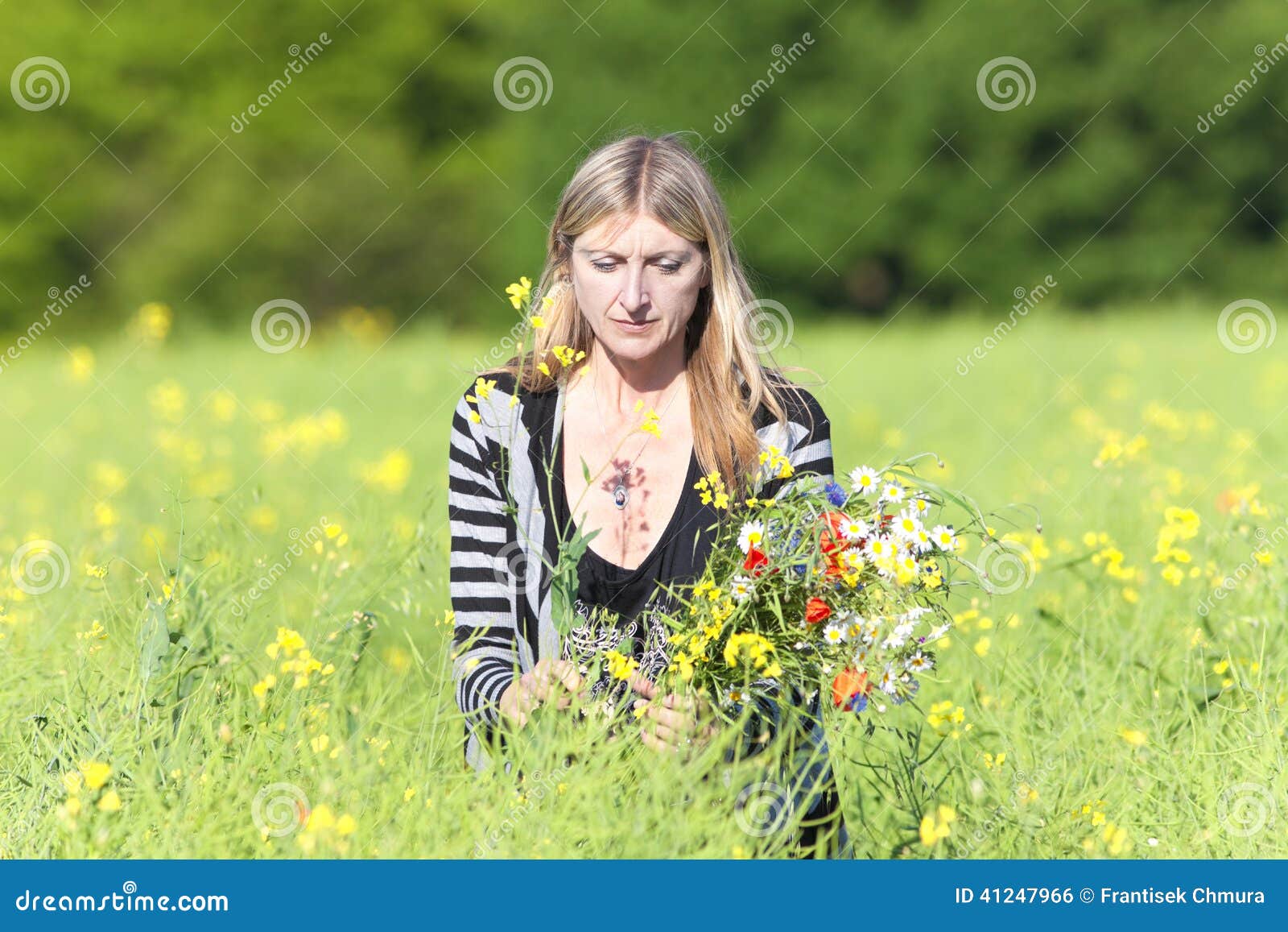 Woman Picking Wild Flowers on the Meadow Stock Photo Image of