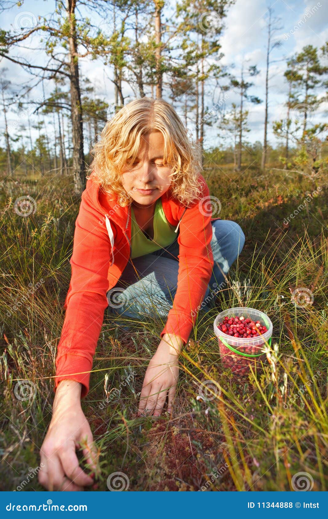 Woman Picking Wild Organic Cranberries Royalty Free Stock Photos