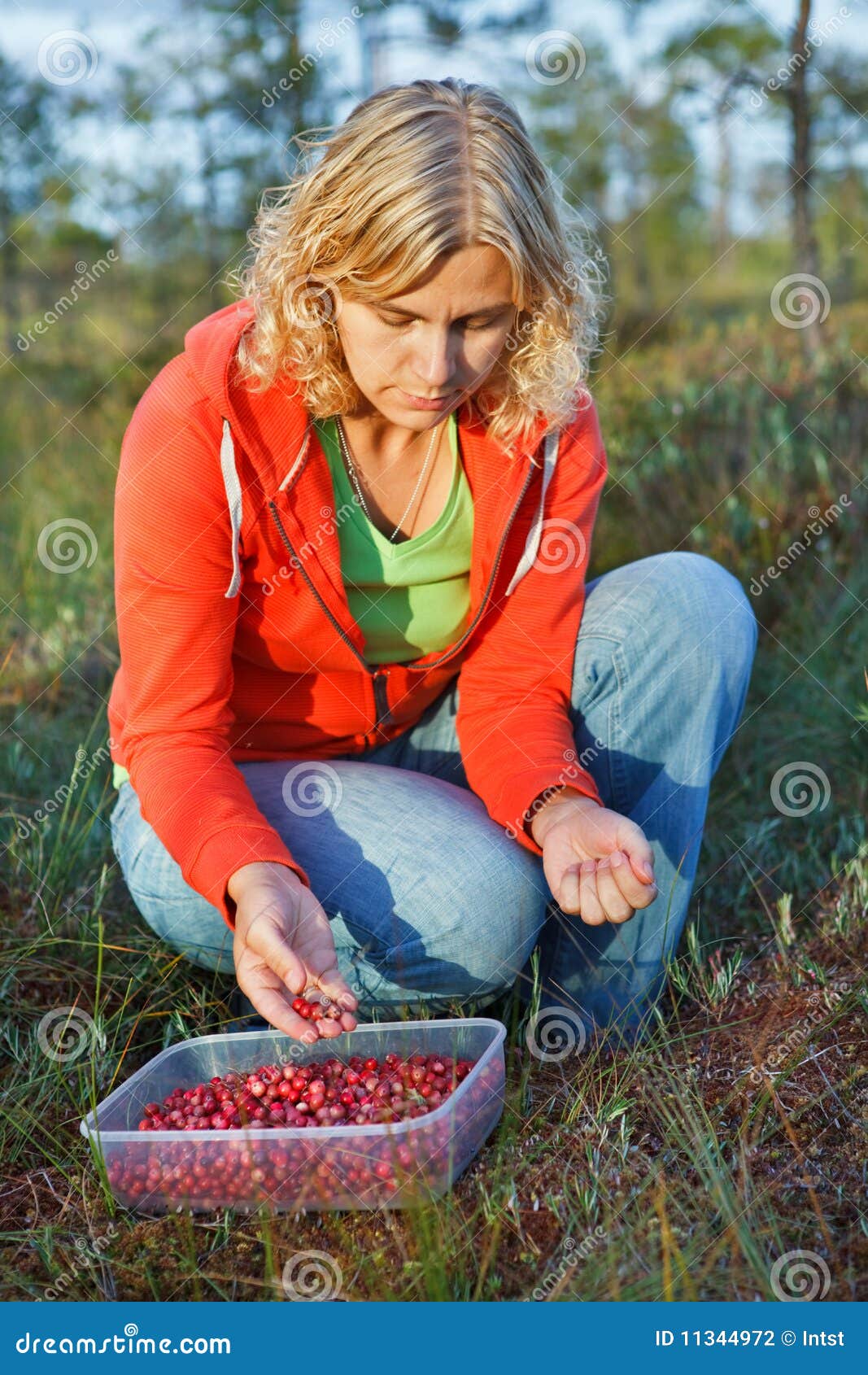Woman Picking Wild Organic Cranberries Stock Photo Image of autumn