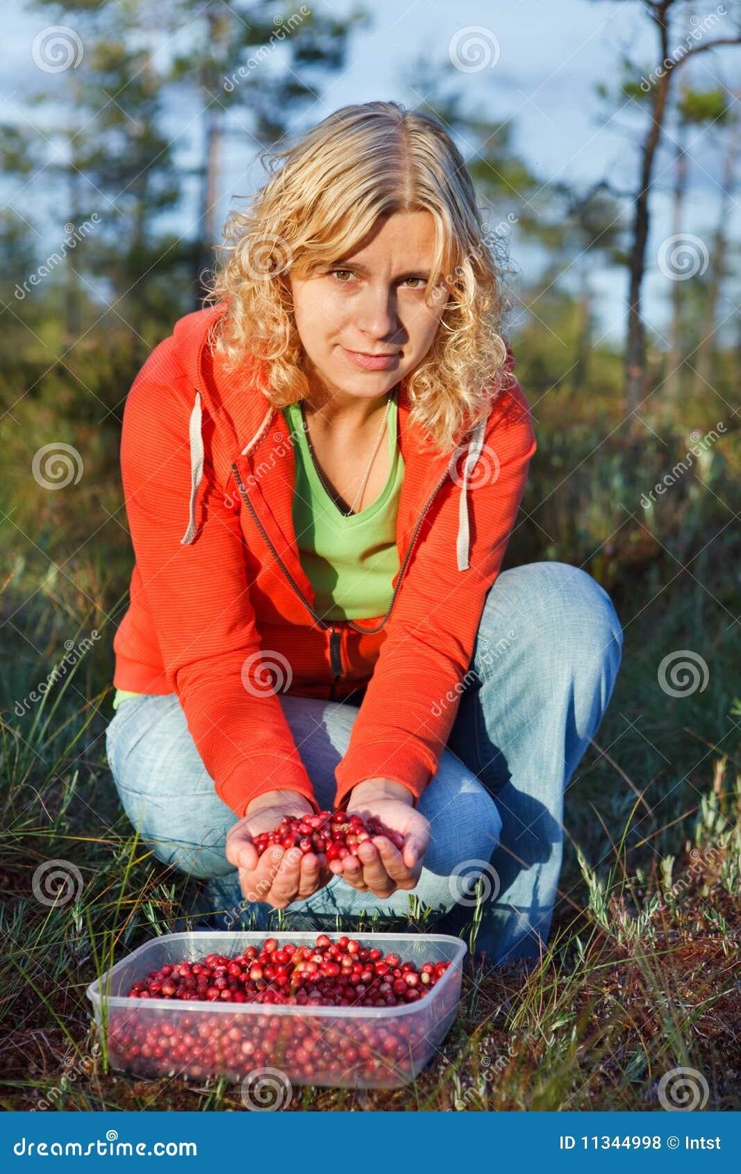 Woman Picking Wild Organic Cranberries Stock Photo Image of nature
