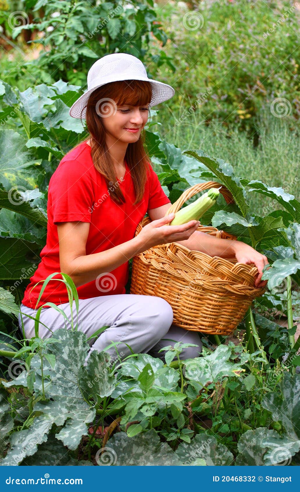 Woman picking zucchini stock photo. Image of woman, worker 20468332