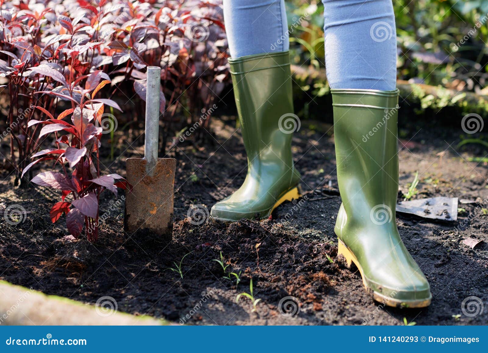 Woman Planting Red Amaranth Stock Image - Image of tool, farm: 141240293