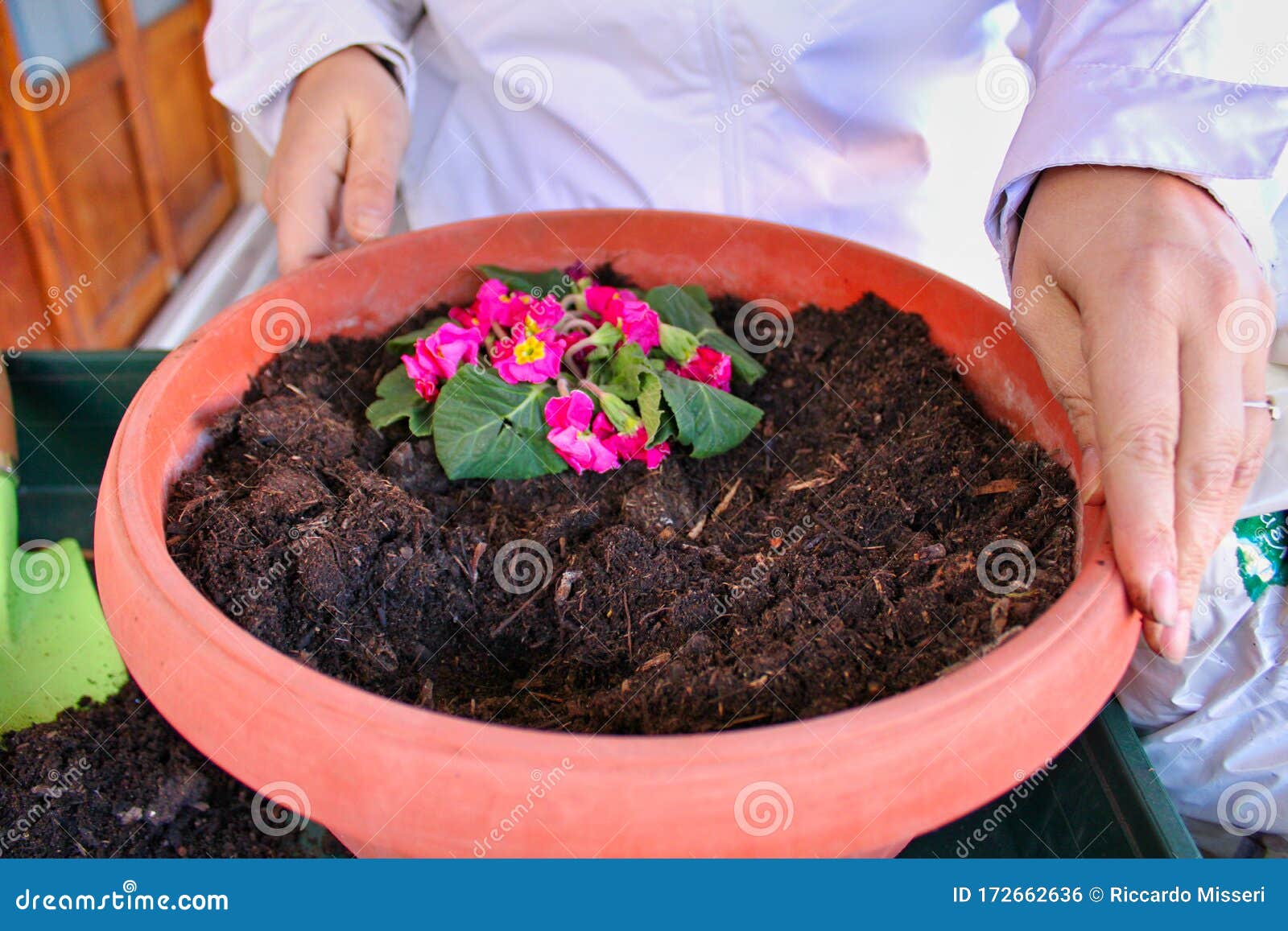 blue flowers in a pot-gardening