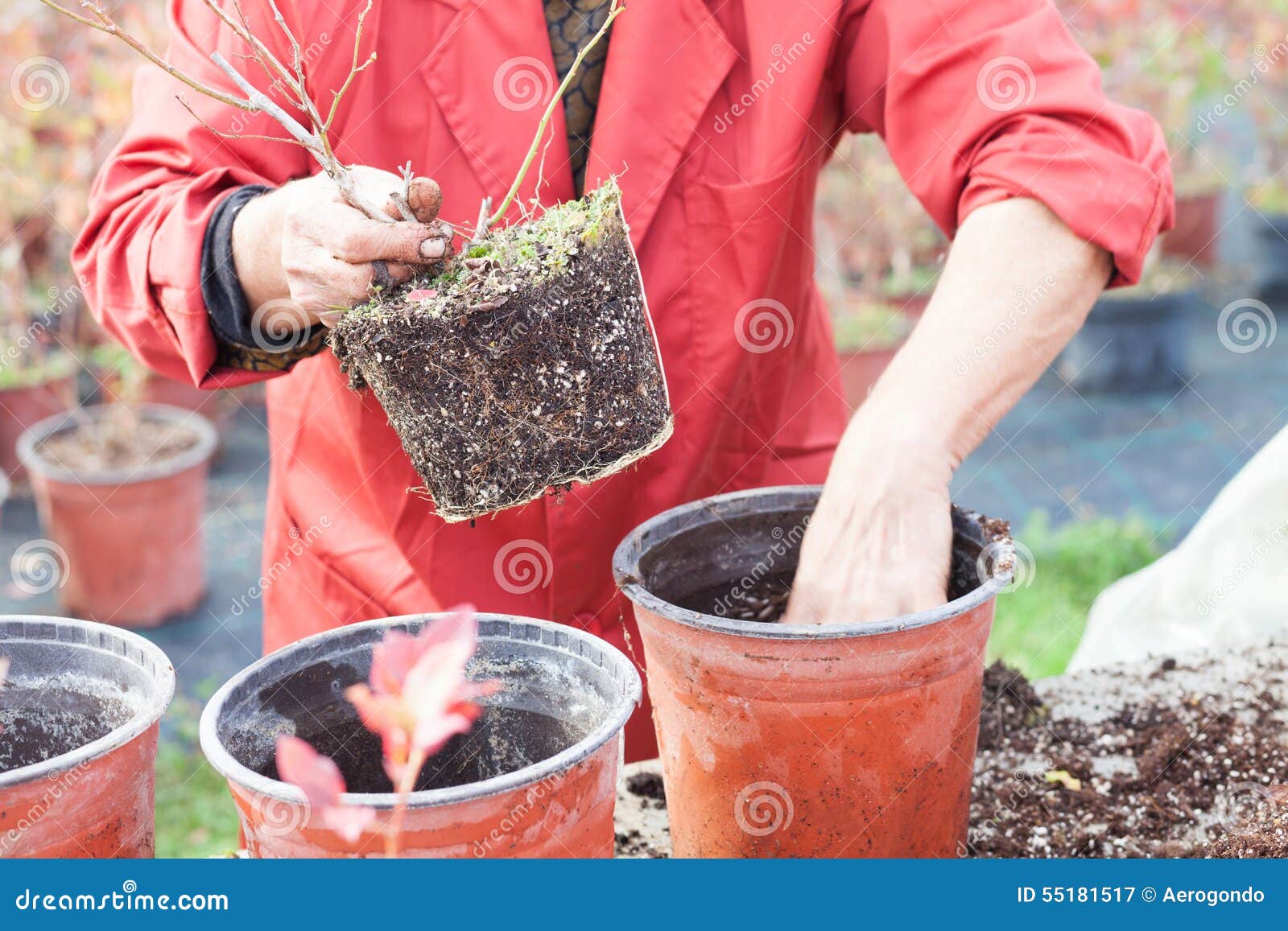 Woman Planting Young Tree into a Pot Stock Image Image of female