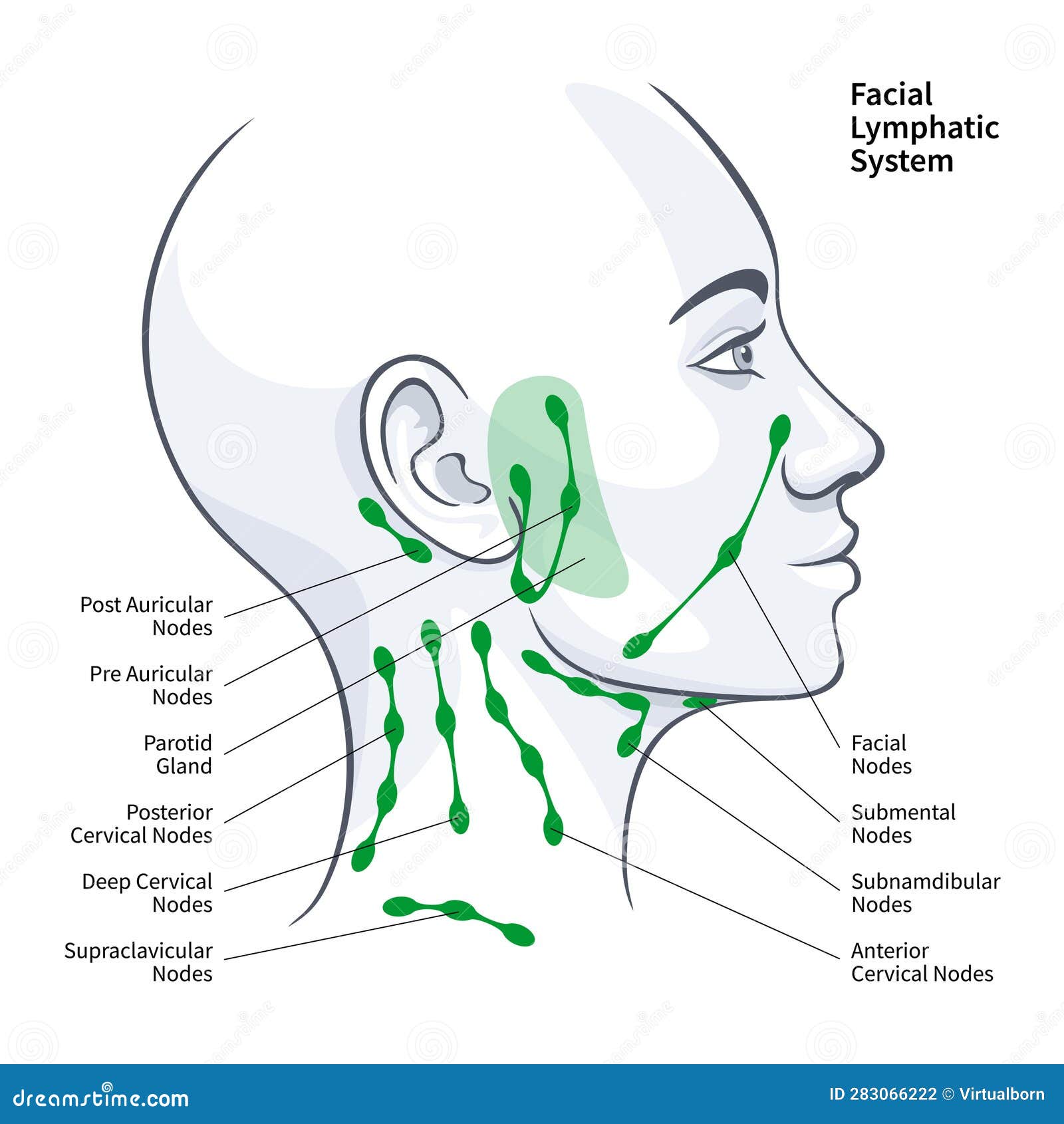 woman profile facial lymphatic system nodes  