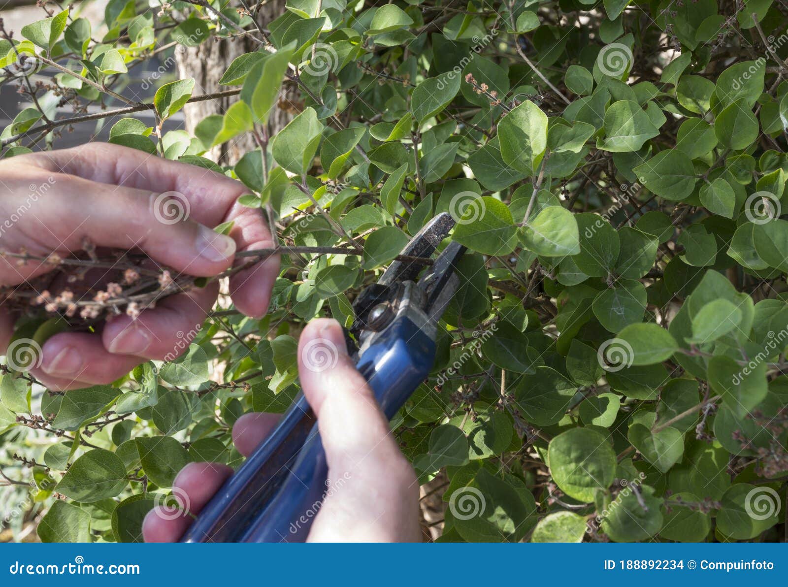 Removing lilac bushes, Davenport FL