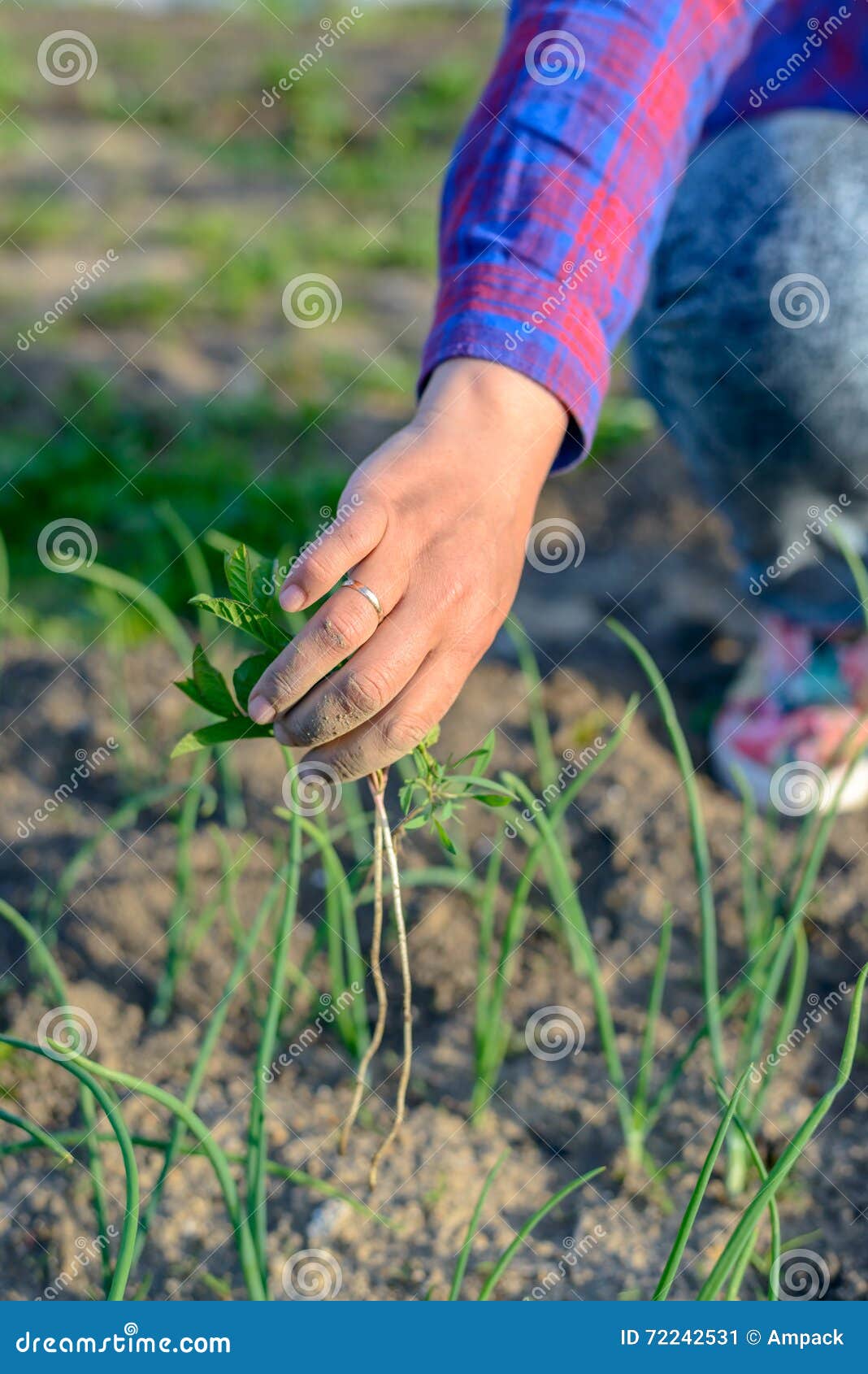 Hand Pulling Seedlings Plants Stock Photos - Free \u0026 Royalty-Free Stock  Photos from Dreamstime, image size:1068x1690