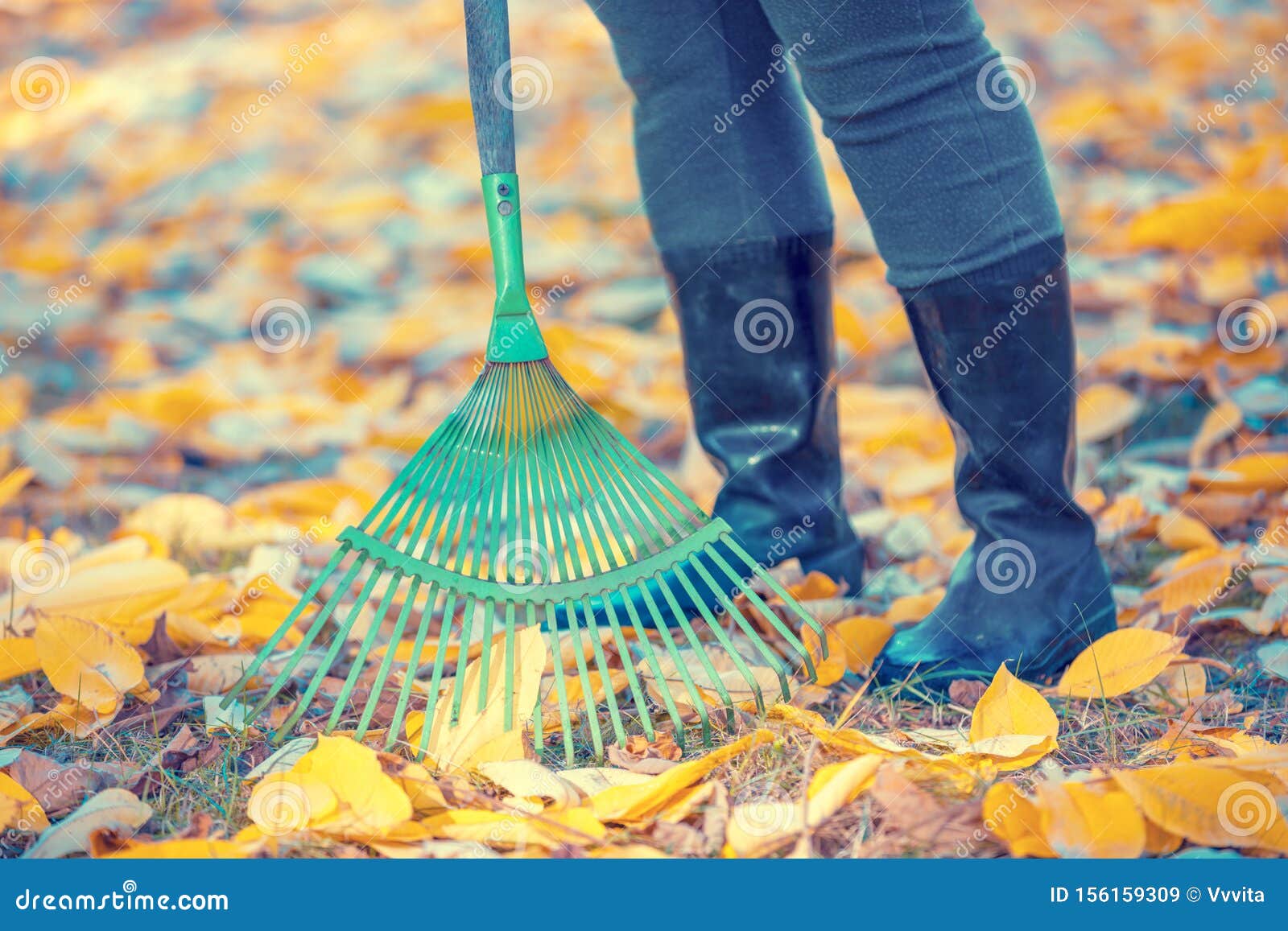 A Woman Rakes Fallen Leaves in the Garden Stock Image - Image of foot ...