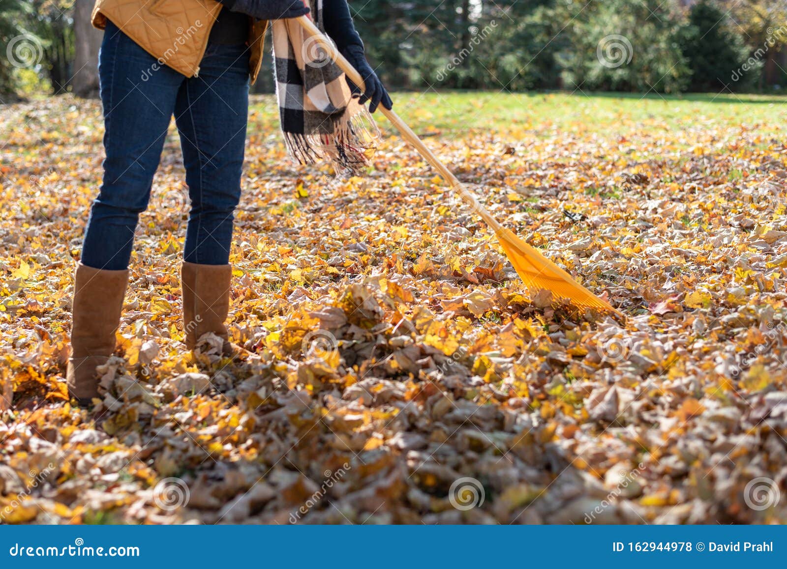 Woman Raking Leaves in Fall Stock Photo - Image of care, gardening ...