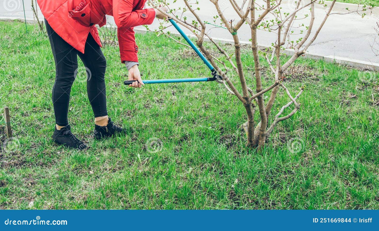 Woman in Red Jacket Pruning Viburnum Tree in Spring Stock Photo - Image ...