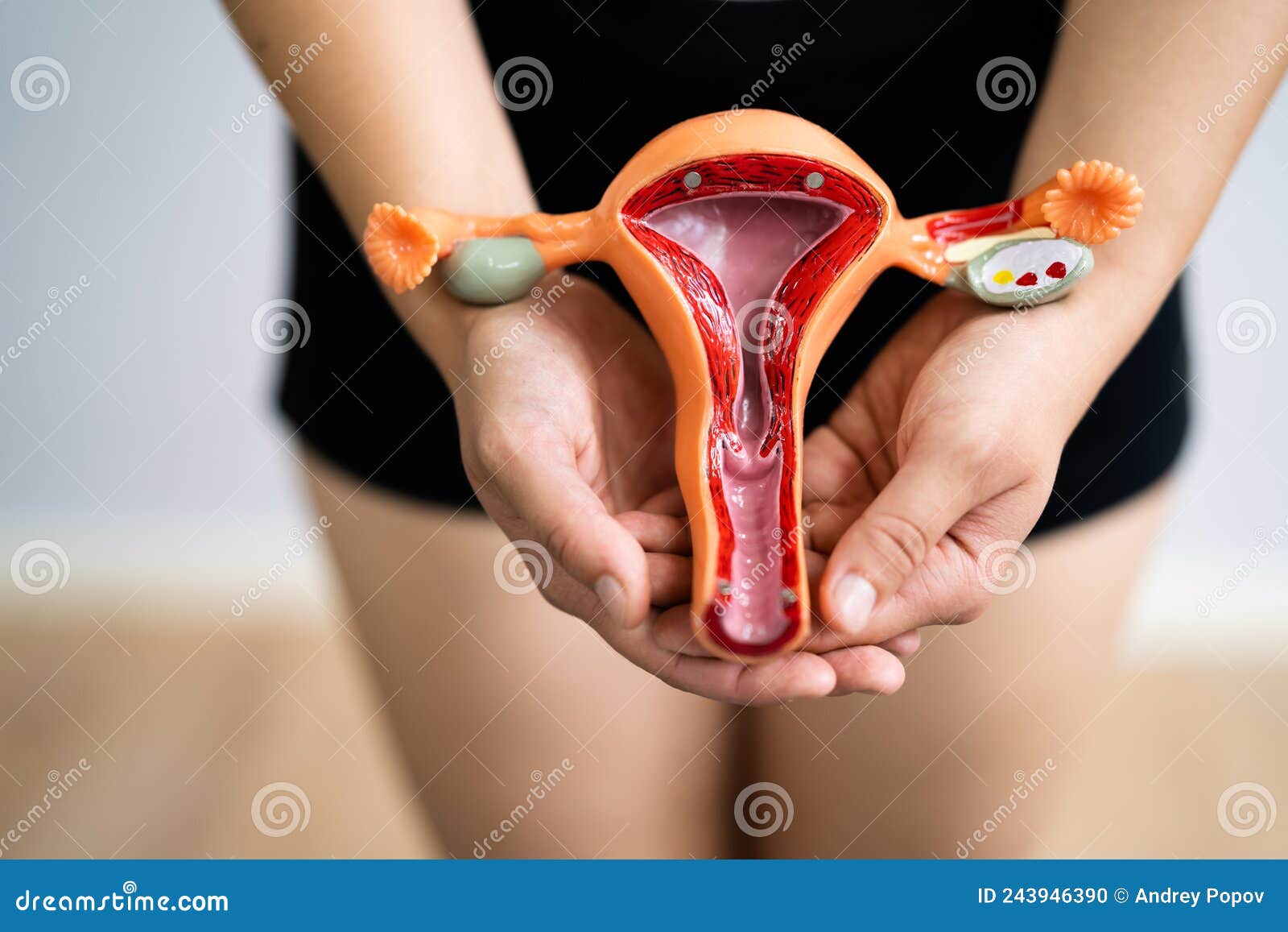 woman reproductive system. vagina and uterus