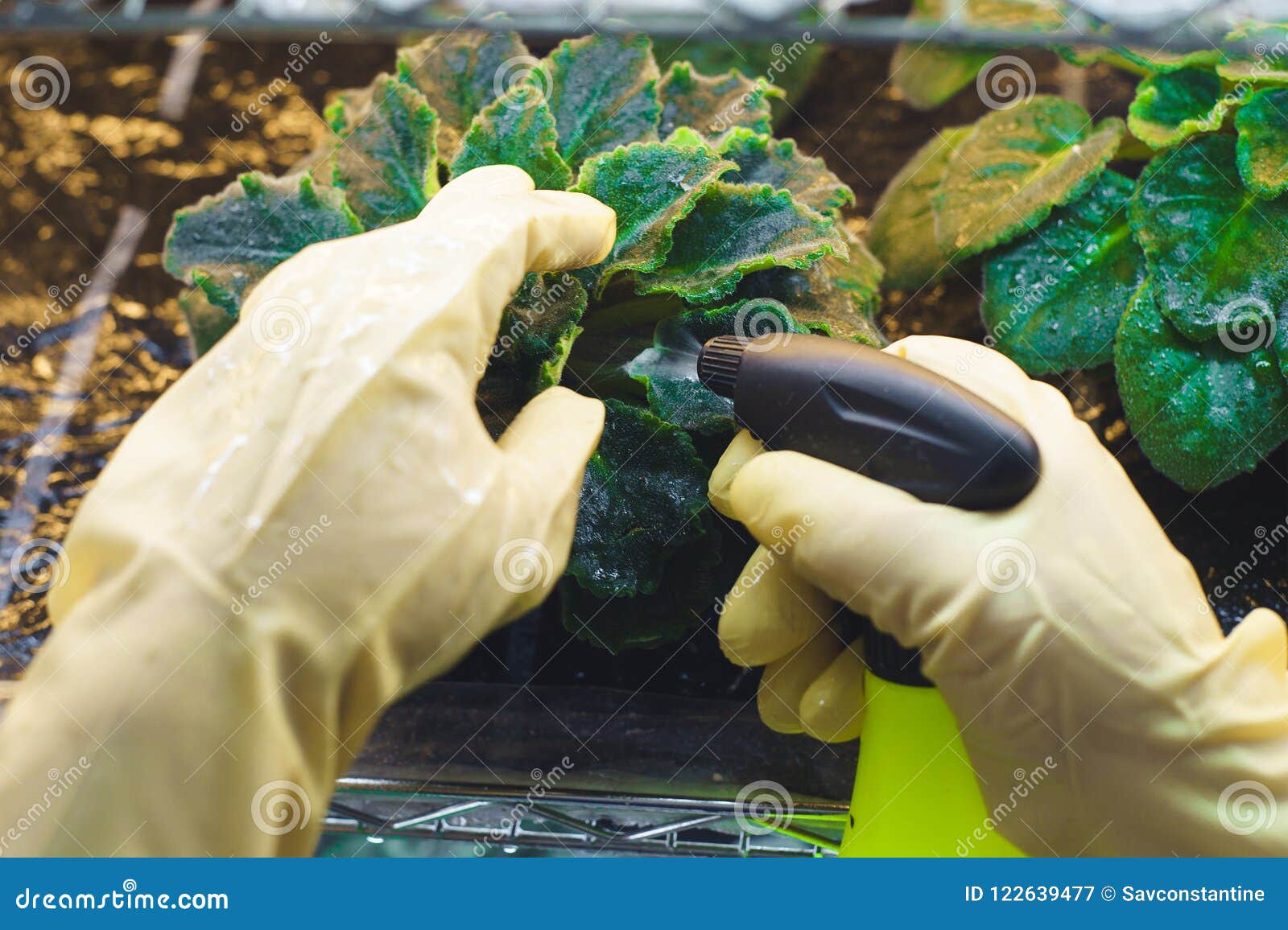 Woman Spraying Flowers In The Garden Pest Control Stock Image