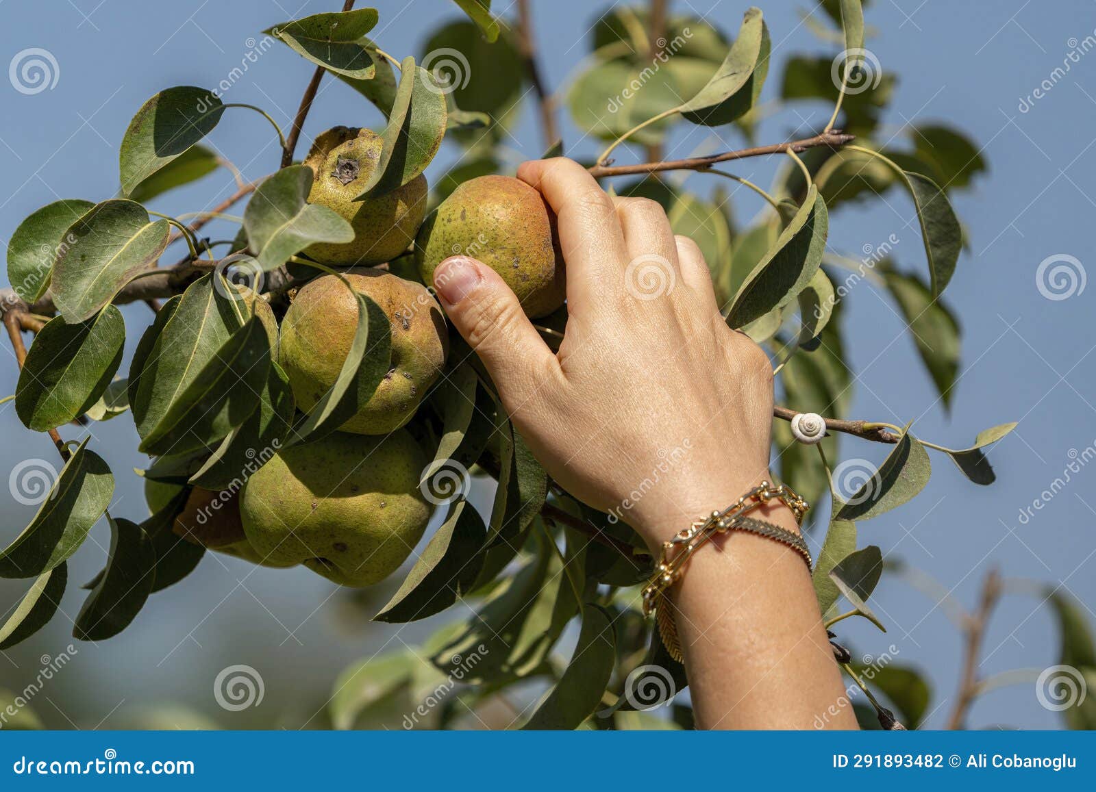 Woman S Hand Picking Fruit. Picking a Pear from a Branch Stock Photo Image of farm, female