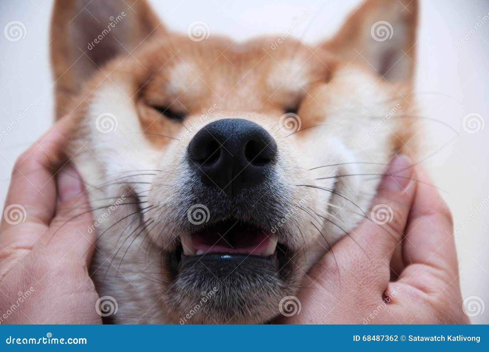 Woman S Hand Pulling Dog Face Stock Photo Image Of Pulling Close 68487362