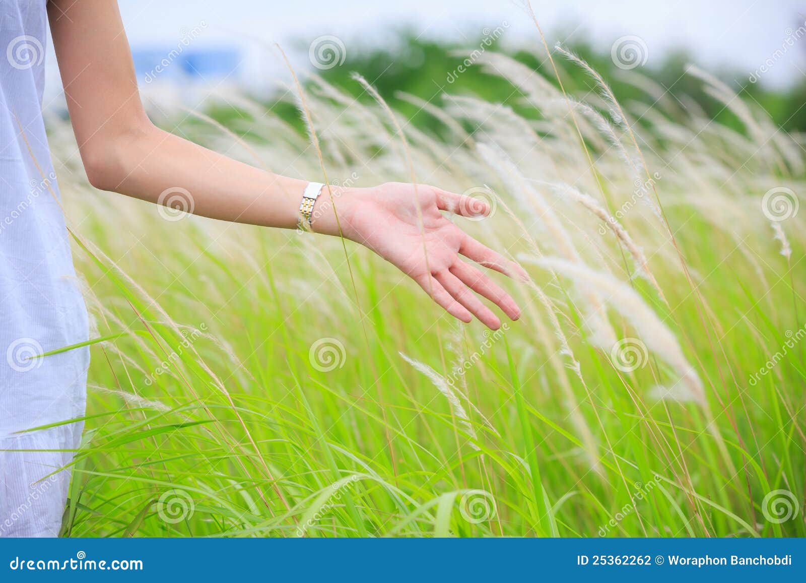 11,135 Hand Touching Grass Stock Photos, High-Res Pictures, and Images -  Getty Images