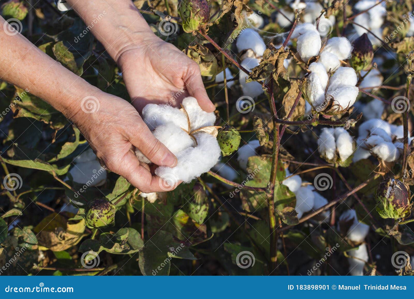 Woman s Hands Picking Cotton Stock Image Image Of Crop Picking woman-s-hands-picking-cotton-stock-image-image-of-crop-picking