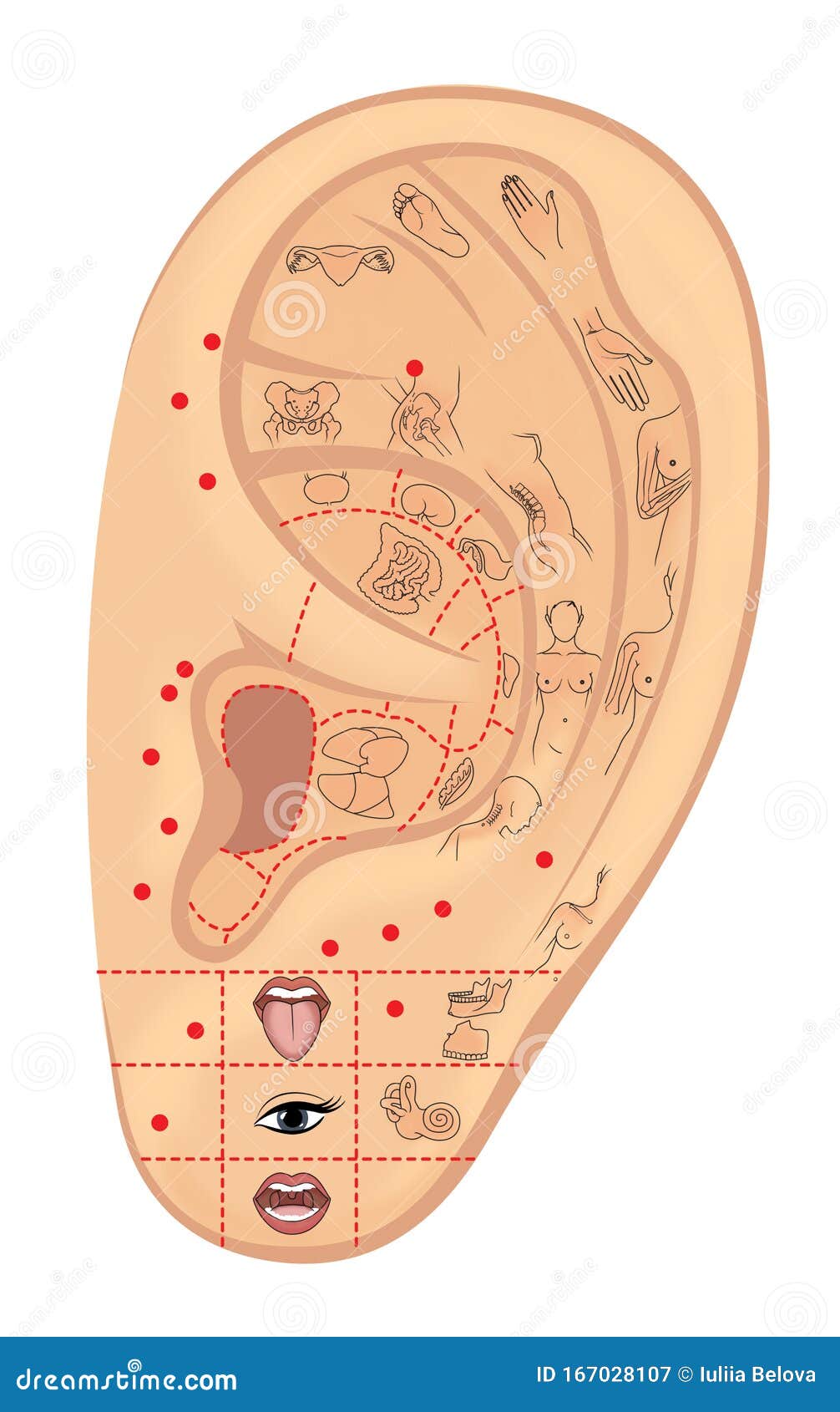 woman`s left ear with ic ations of acupuncture zones and internal organs. alternative medicine. . isolate