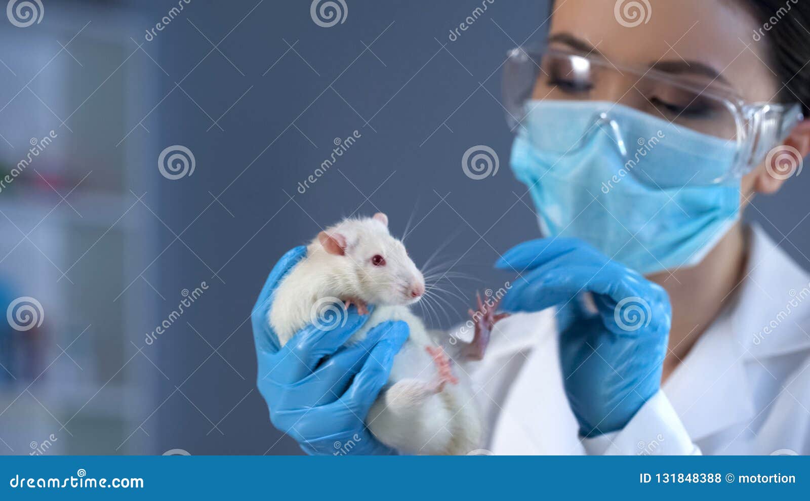 Lab Rat Stock Photo