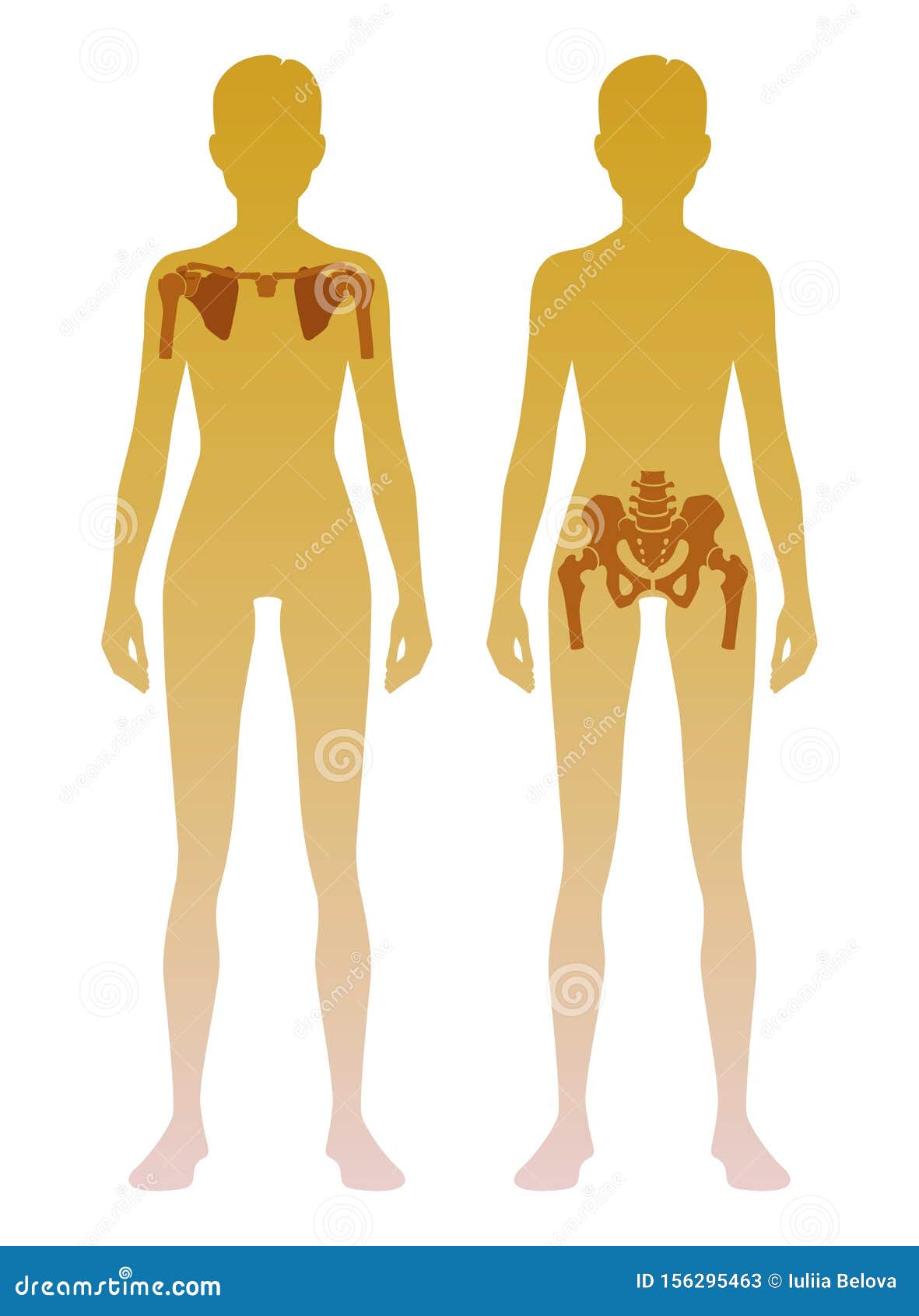 Woman Silhouette with Skeleton of the Shoulder Girdle and Pelvic Girdle  Location on Body. Illustration Stock Illustration - Illustration of  breathe, joints: 156295463